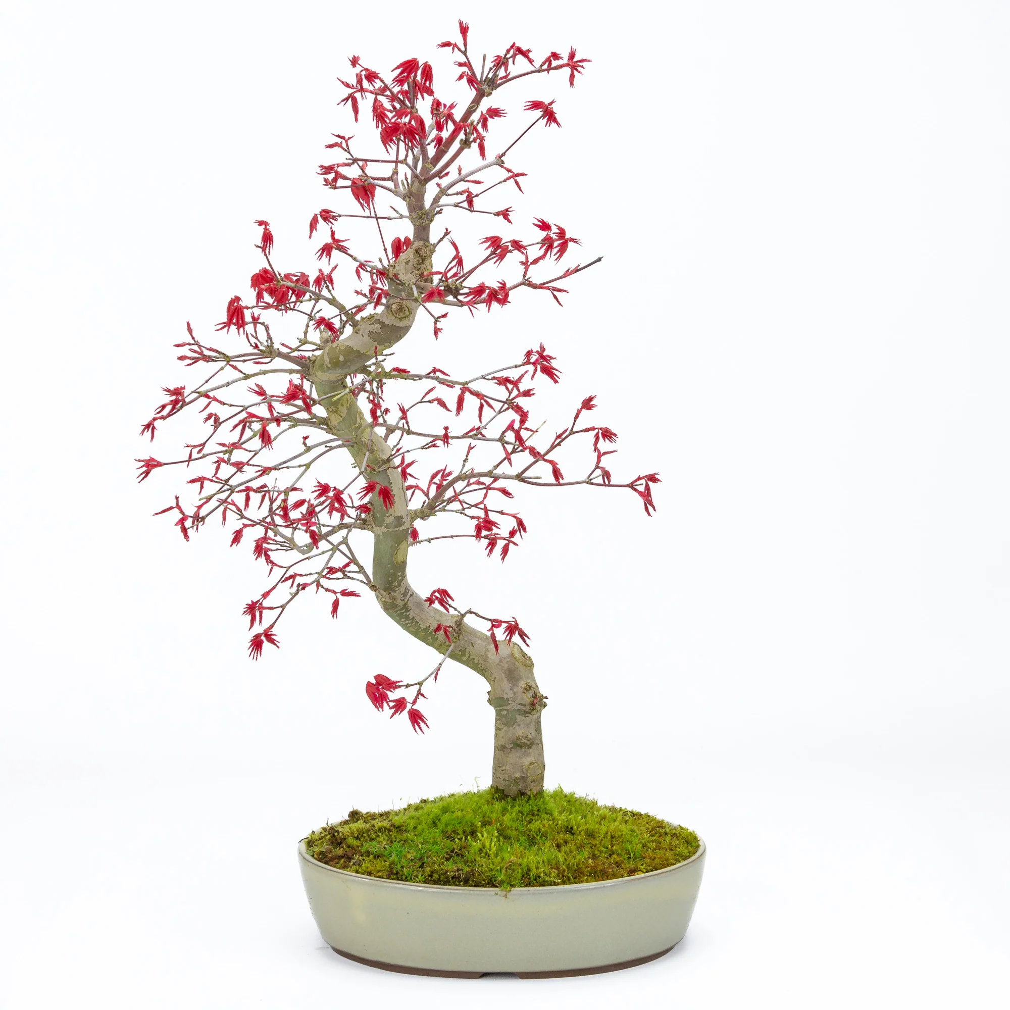 Acer palmatum Deshojo beige ovale pot 21cm, hoogte ~45cm