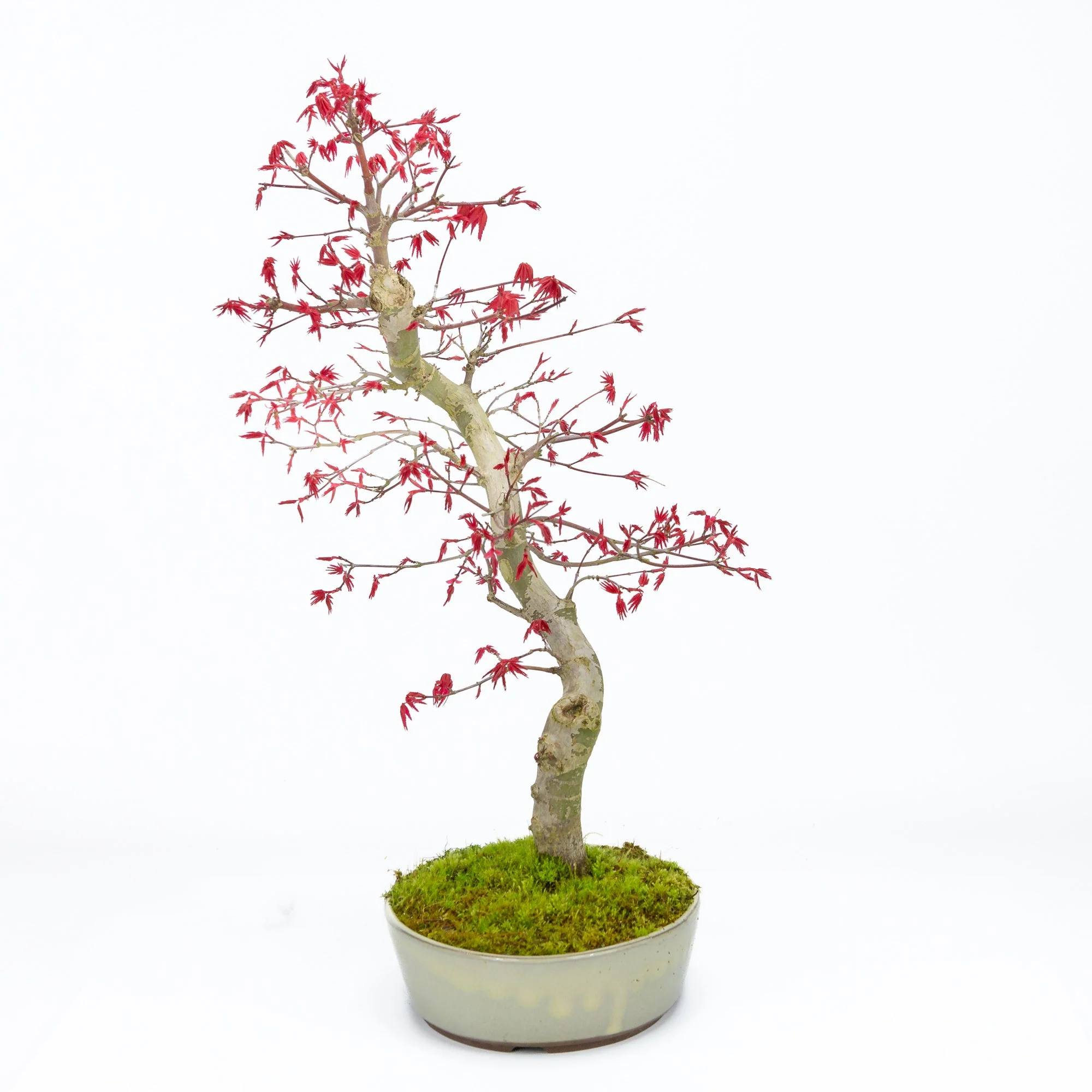 Acer palmatum Deshojo beige ovale pot 21cm, hoogte ~45cm - Image 2