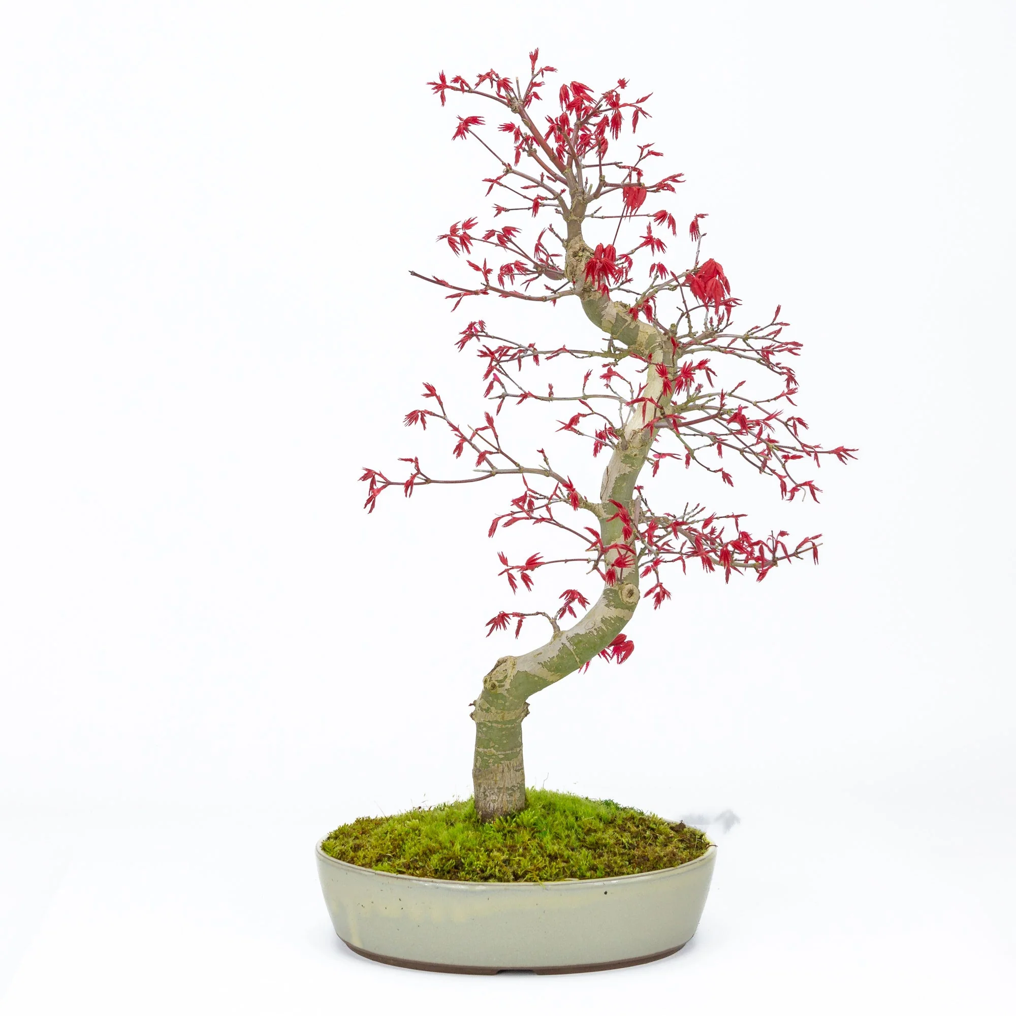 Acer palmatum Deshojo beige ovale pot 21cm, hoogte ~45cm - Image 3