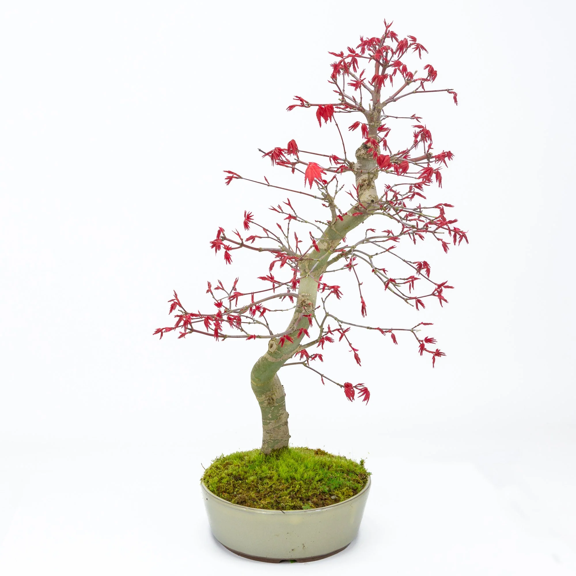 Acer palmatum Deshojo beige ovale pot 21cm, hoogte ~45cm - Image 4