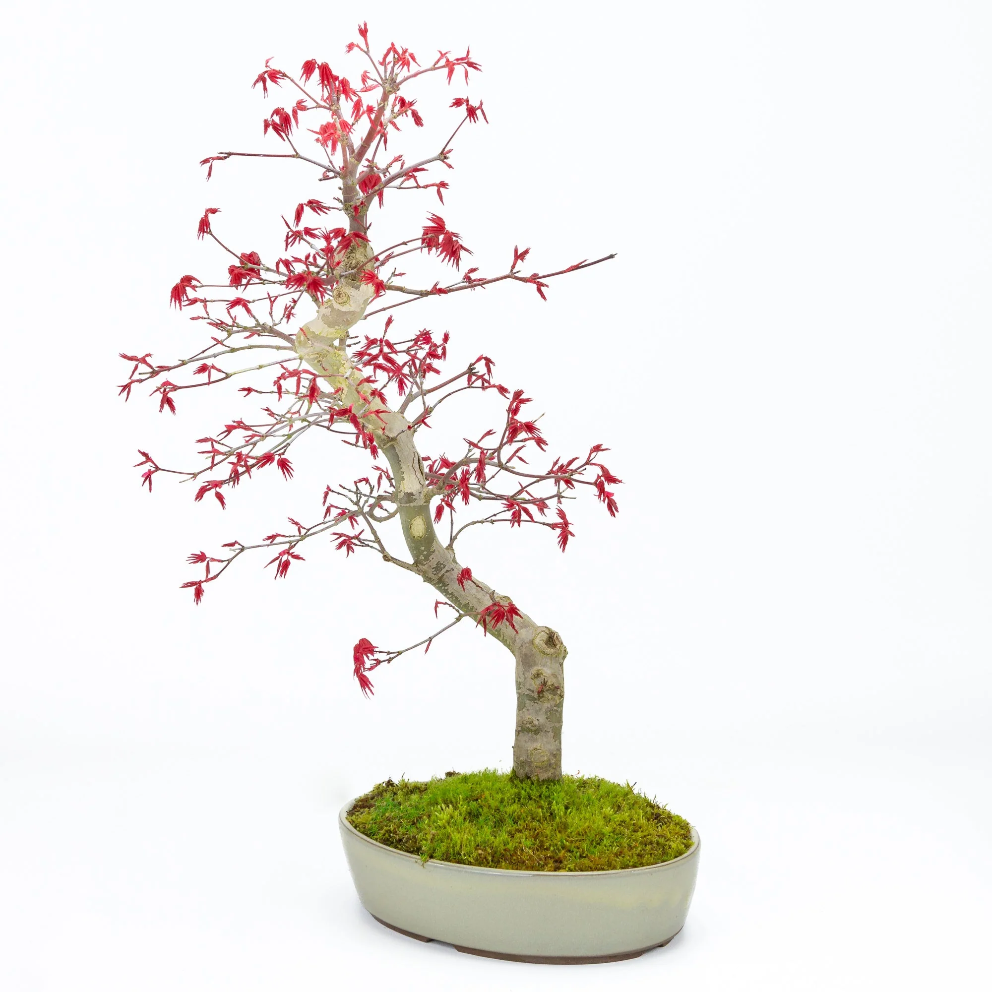 Acer palmatum Deshojo beige ovale pot 21cm, hoogte ~45cm - Image 5