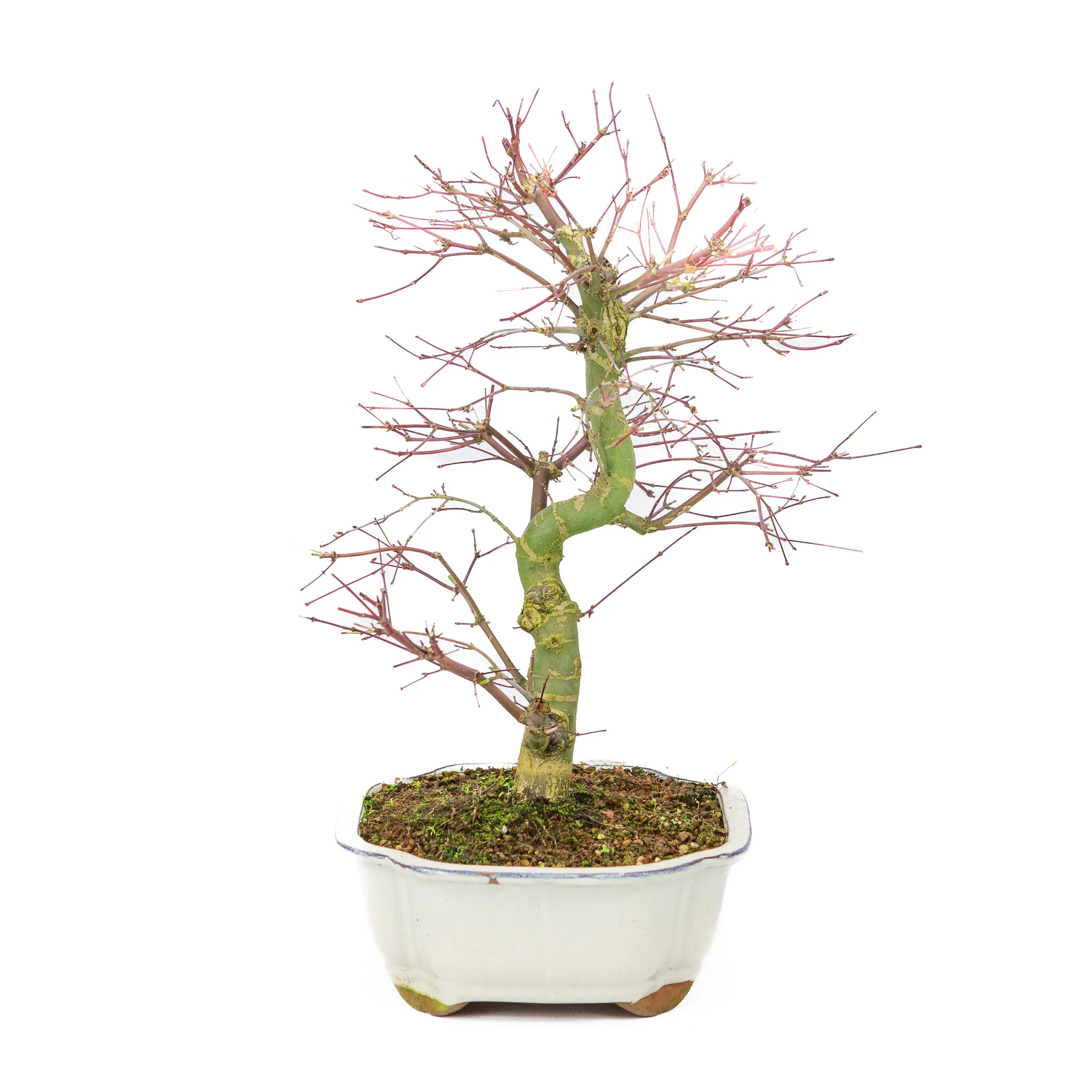 Acer palmatum Deshojo creme Mokko pot 25cm, hoogte ~46cm