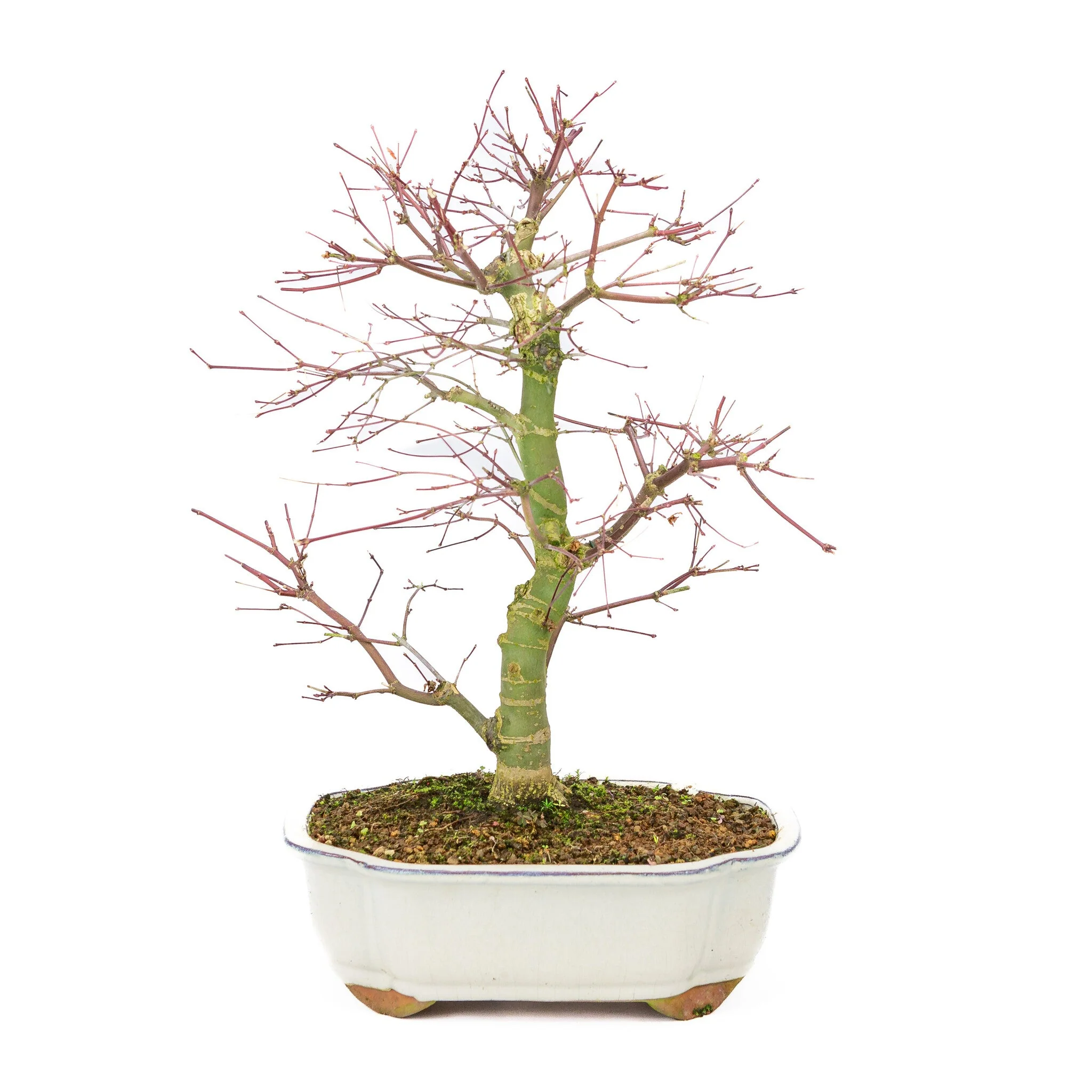 Acer palmatum Deshojo creme Mokko pot 25cm, hoogte ~46cm - Image 2
