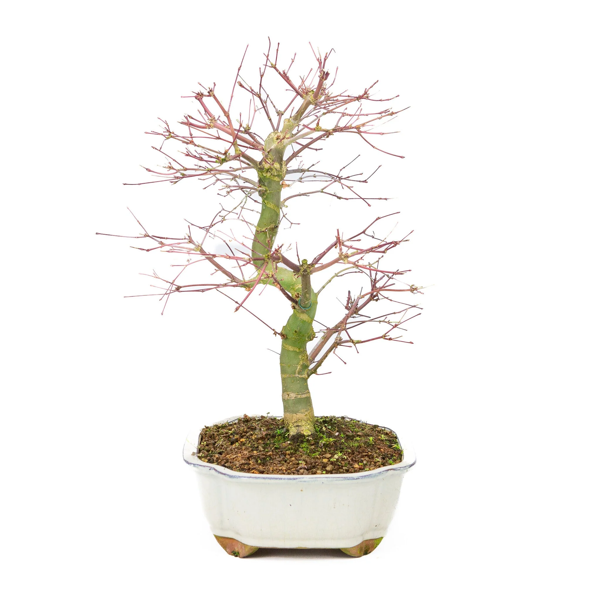 Acer palmatum Deshojo creme Mokko pot 25cm, hoogte ~46cm - Image 3
