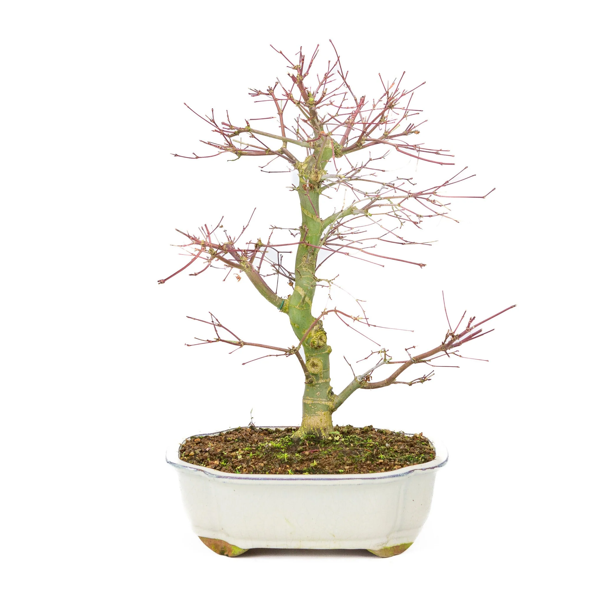 Acer palmatum Deshojo creme Mokko pot 25cm, hoogte ~46cm - Image 4