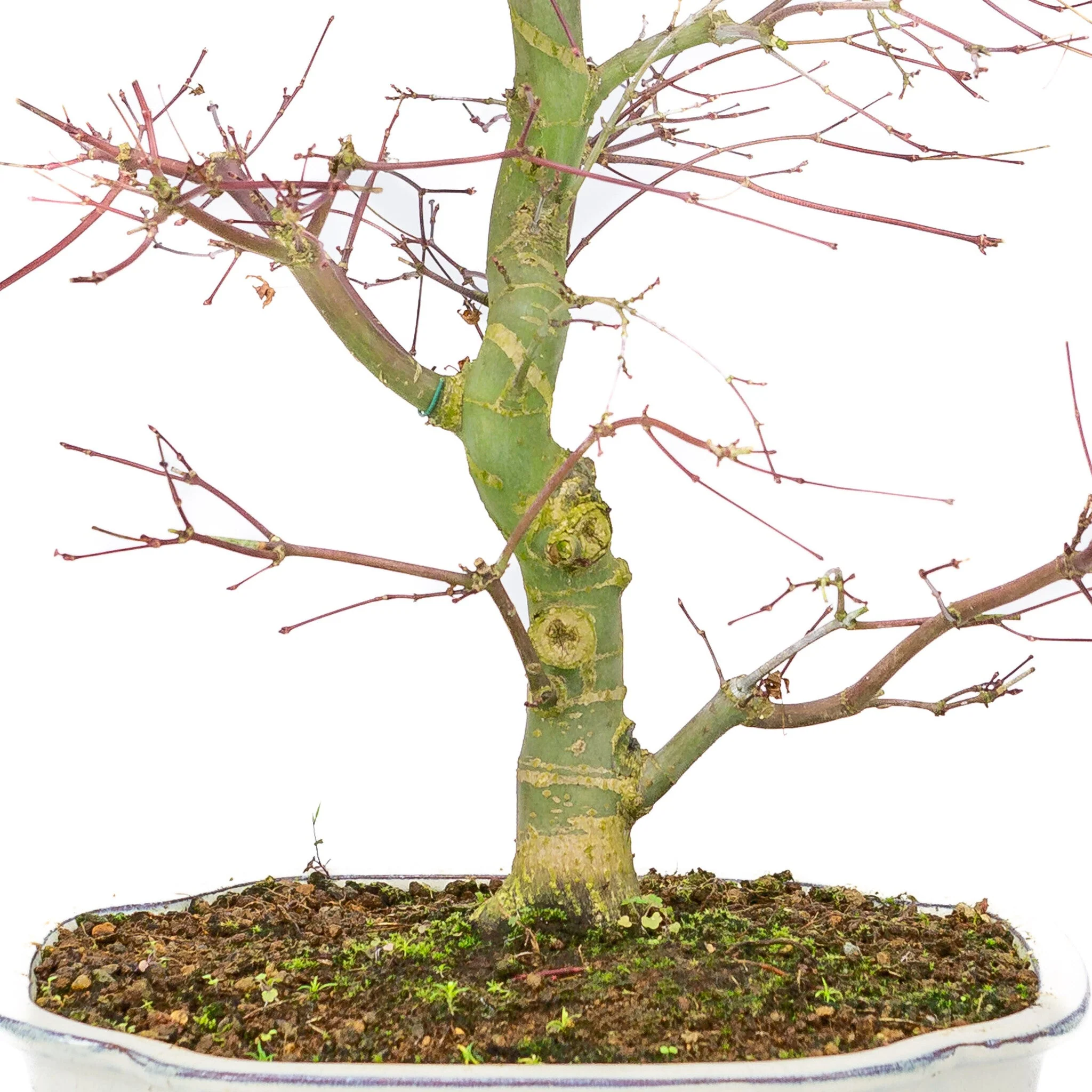 Acer palmatum Deshojo creme Mokko pot 25cm, hoogte ~46cm - Image 5