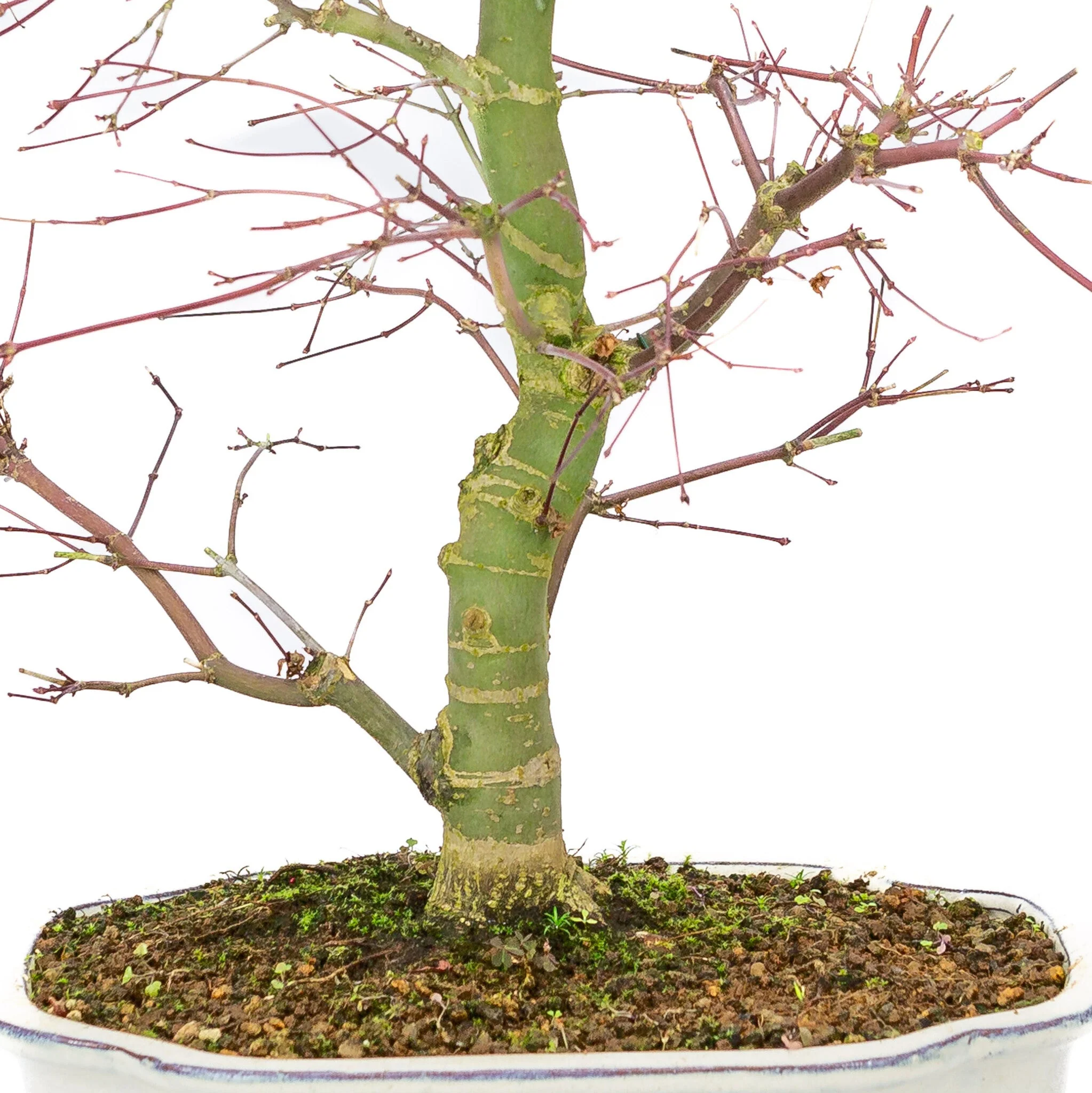 Acer palmatum Deshojo creme Mokko pot 25cm, hoogte ~46cm - Image 6