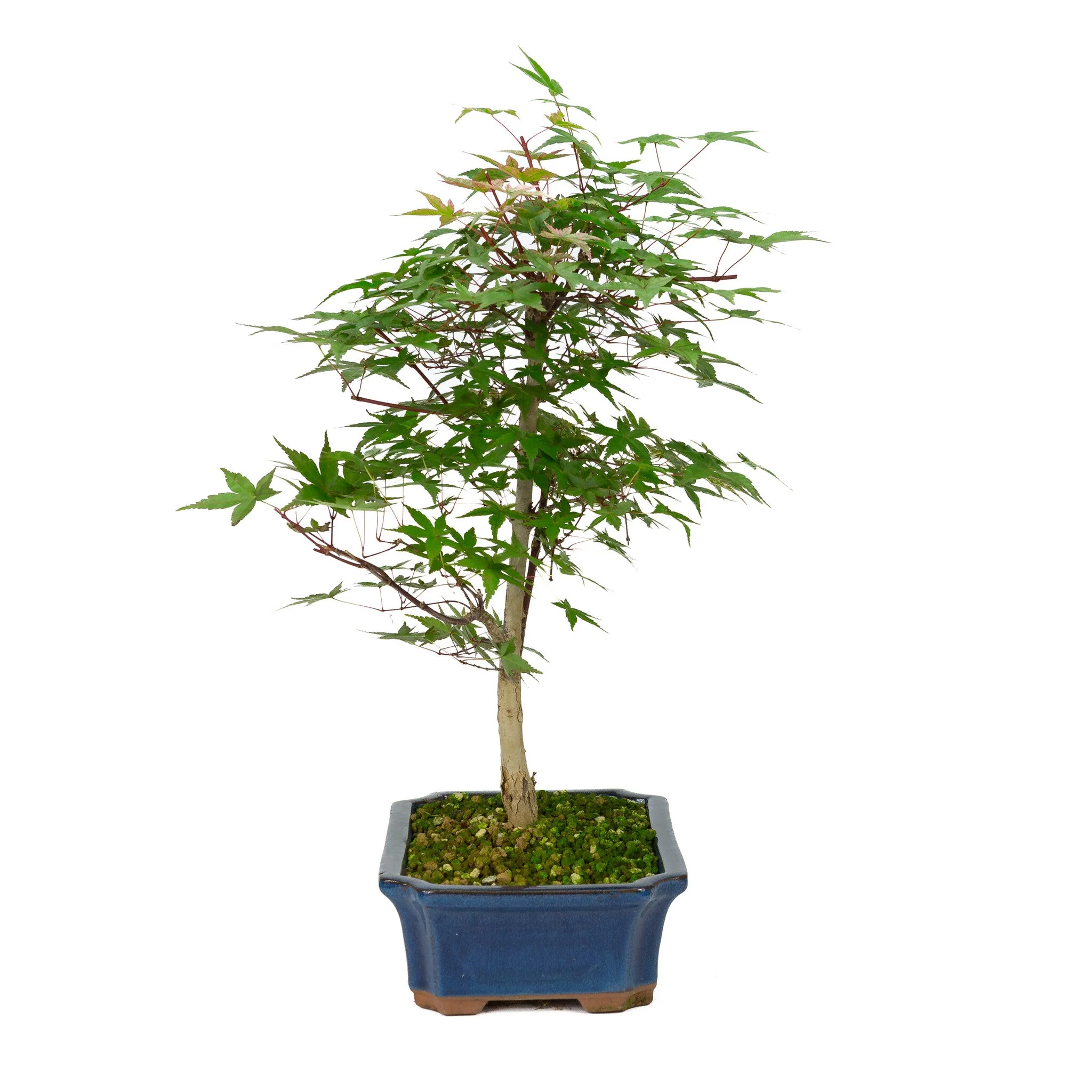 Miniatuur 2