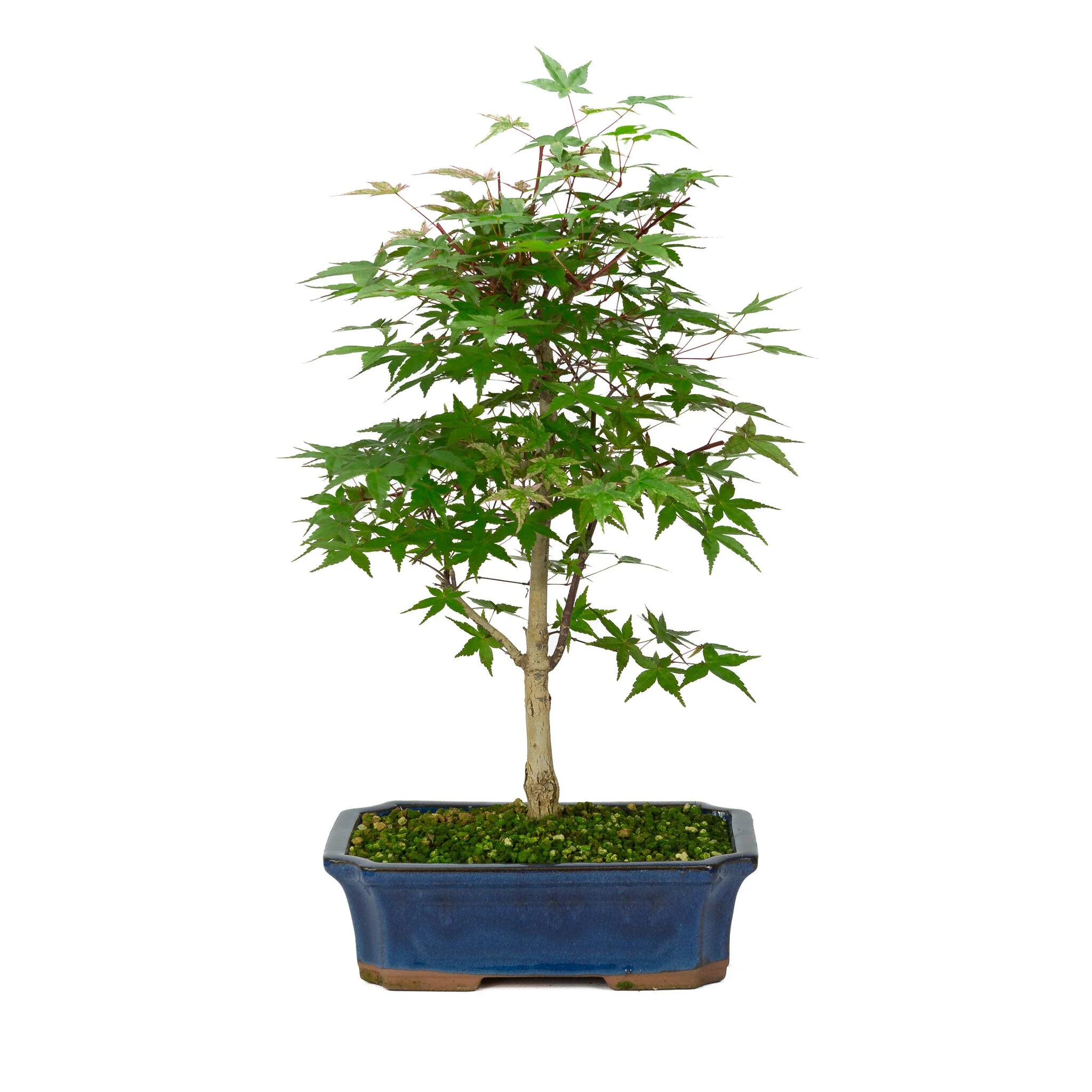 Acer palmatum Deshojo blauwe Mokko pot 25cm, hoogte ~50cm - Image 3