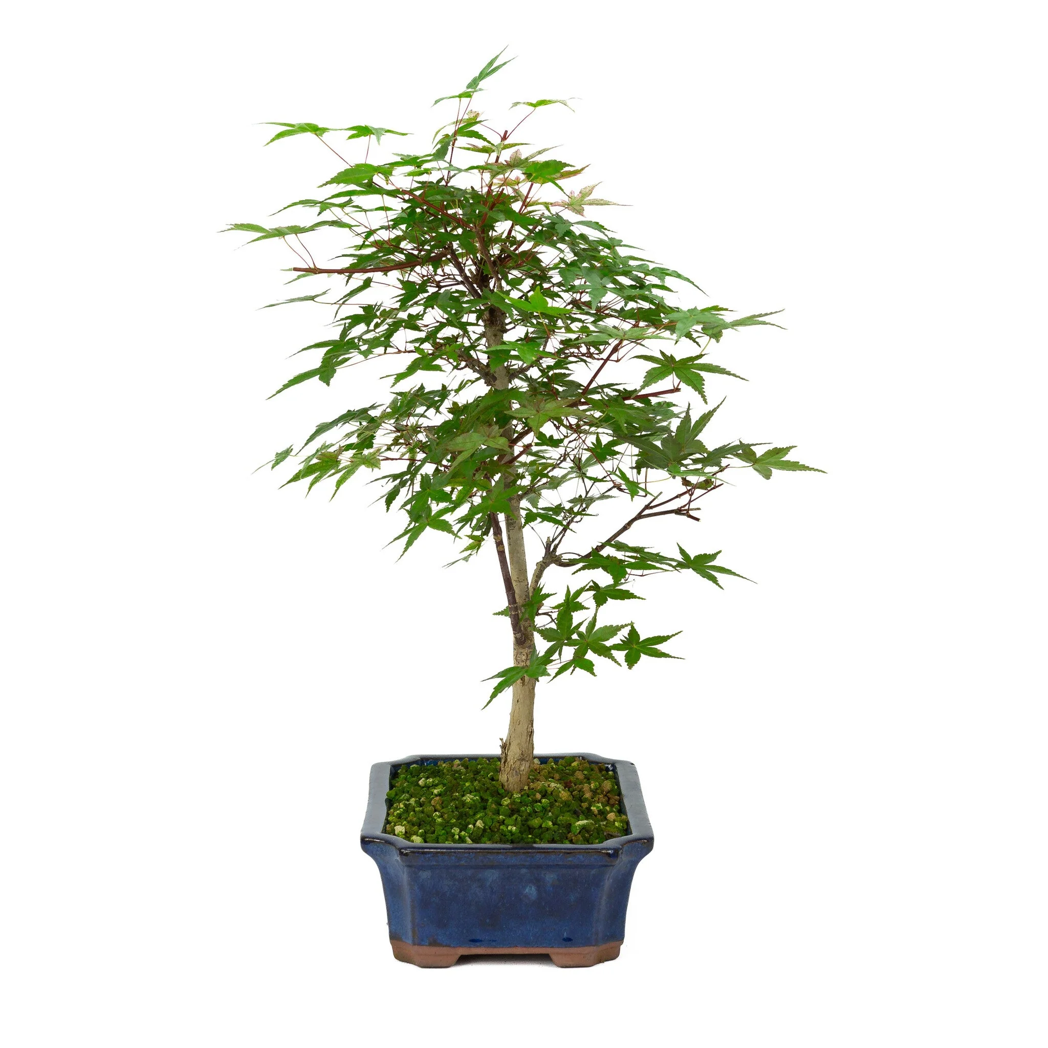 Acer palmatum Deshojo blauwe Mokko pot 25cm, hoogte ~50cm - Image 4