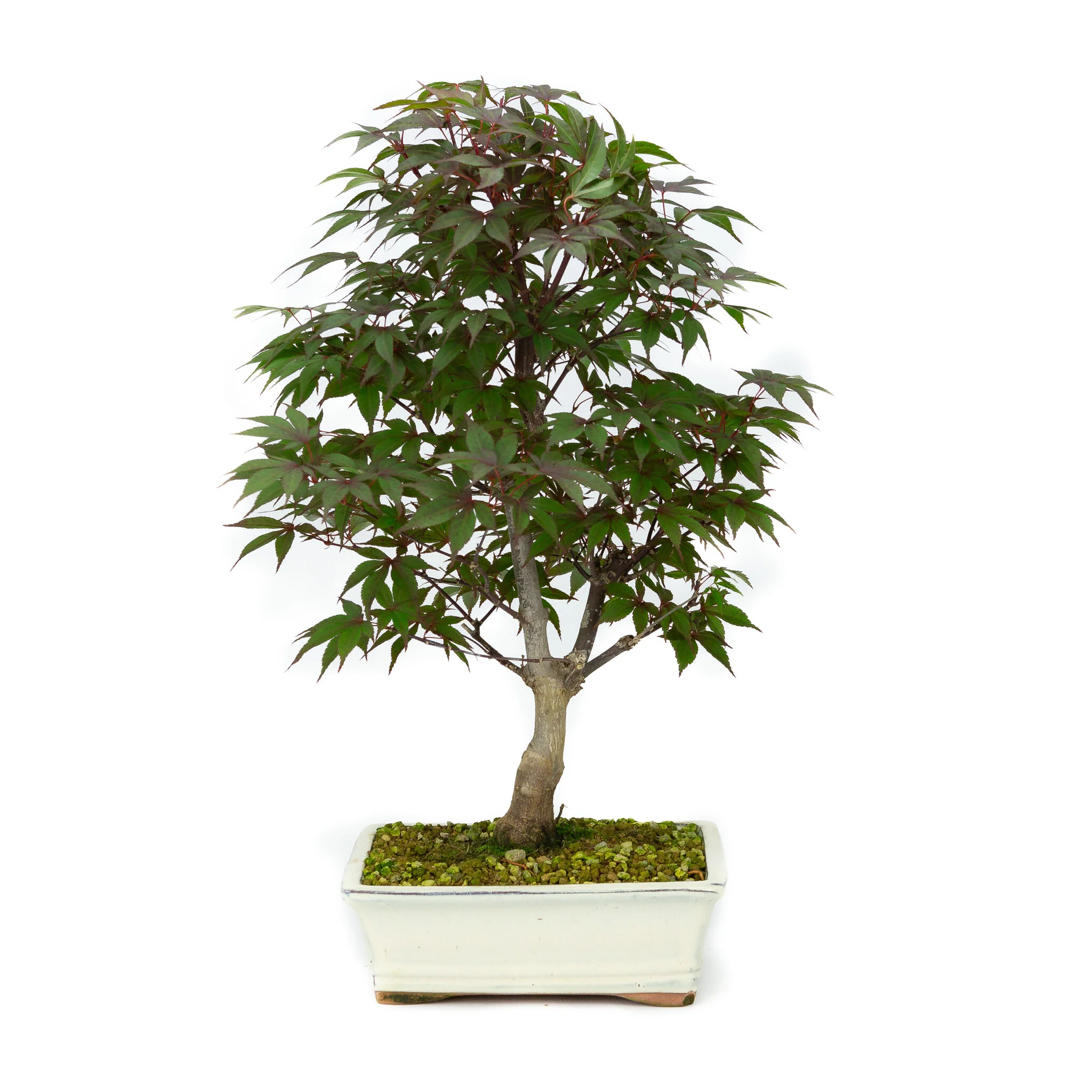 Miniatuur 1