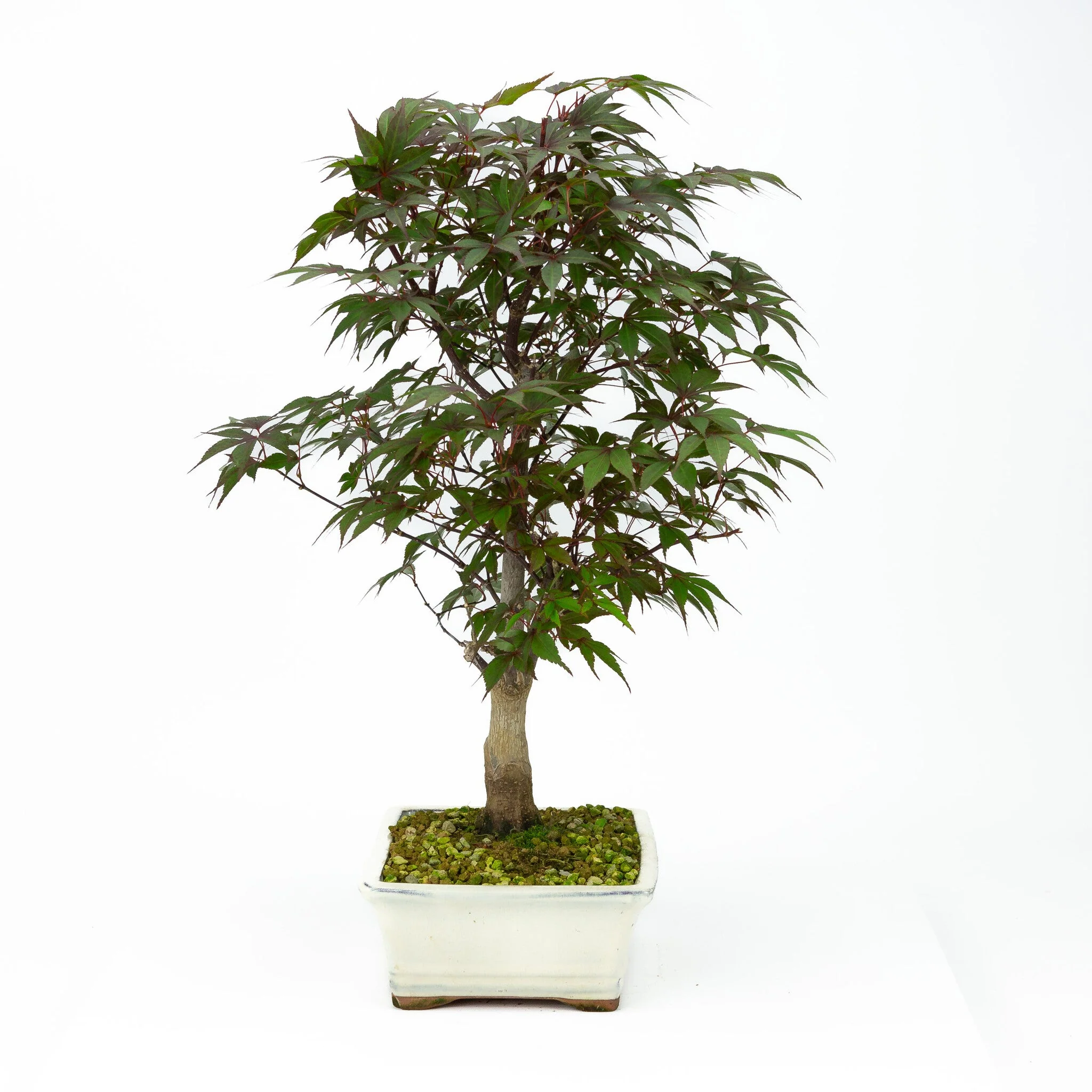 Miniatuur 2