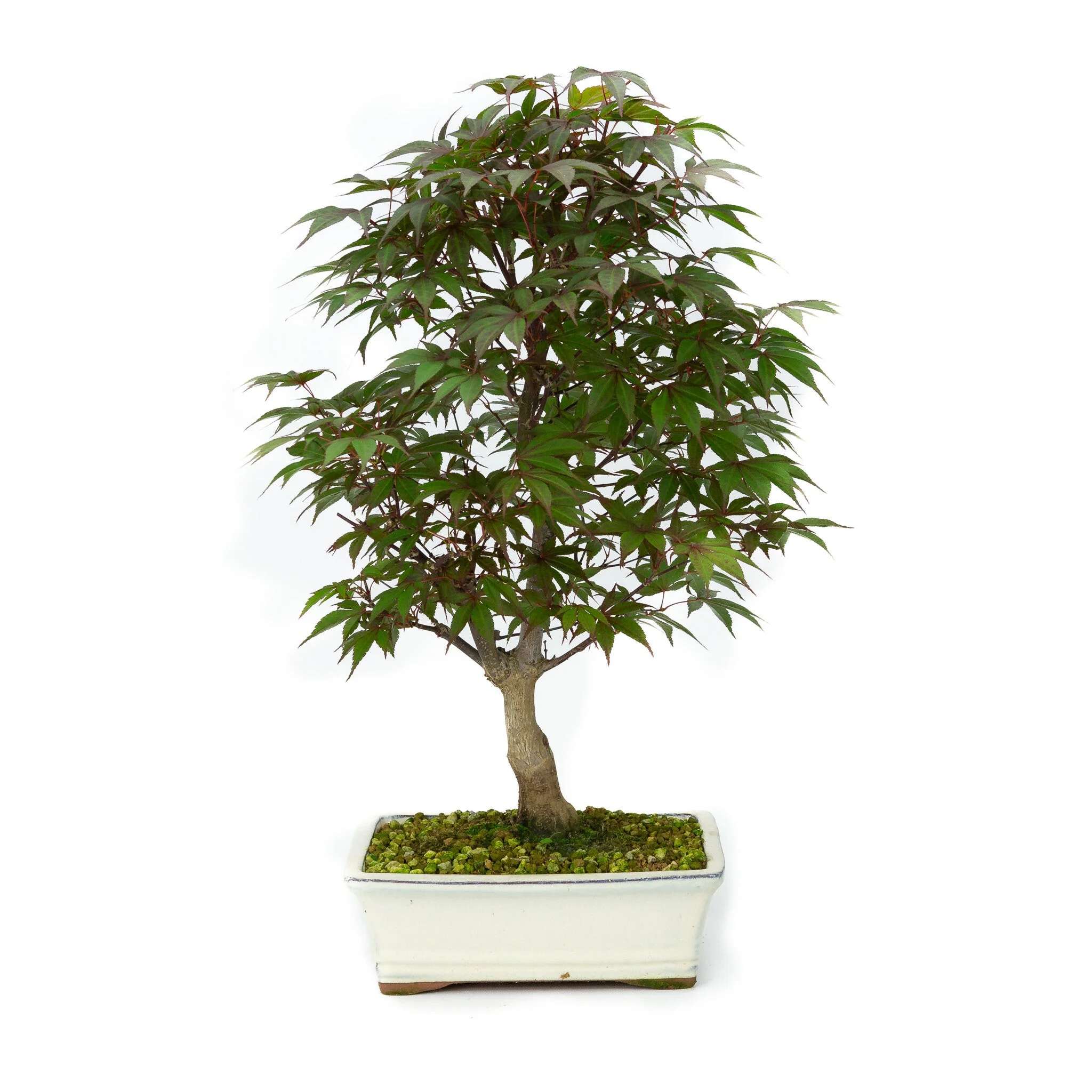 Acer palmatum Deshojo creme rechthoekige pot 21cm, hoogte ~52cm - Image 3