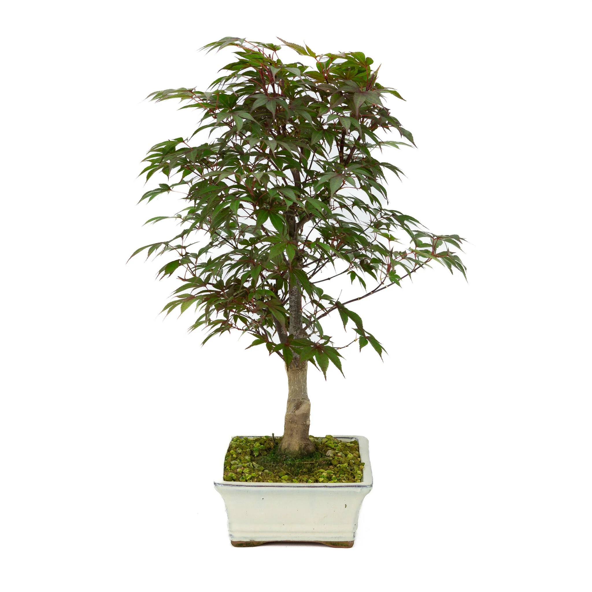 Acer palmatum Deshojo creme rechthoekige pot 21cm, hoogte ~52cm - Image 4