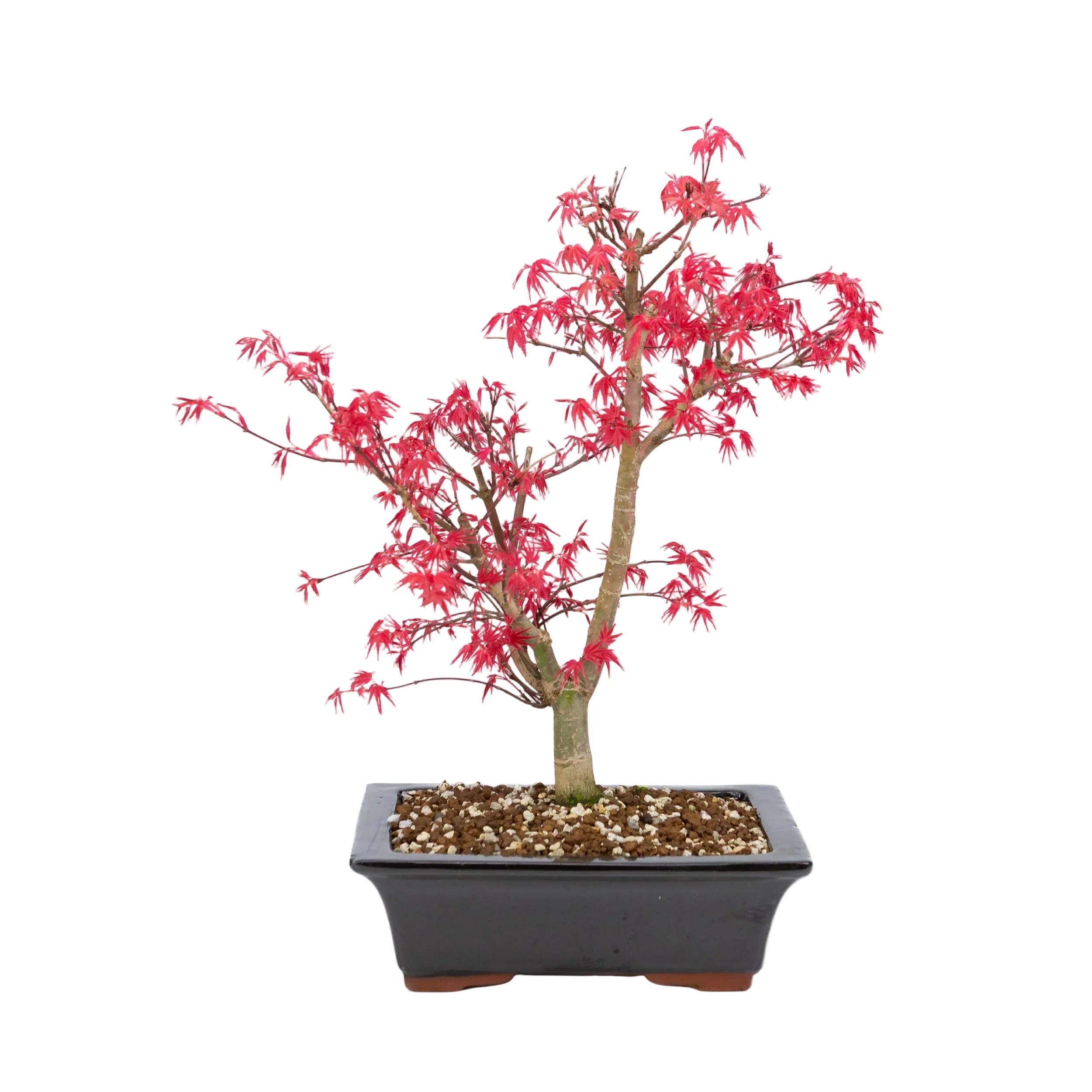 Acer palmatum 'Deshojo' (Japanse esdoorn), hoogte ~42cm