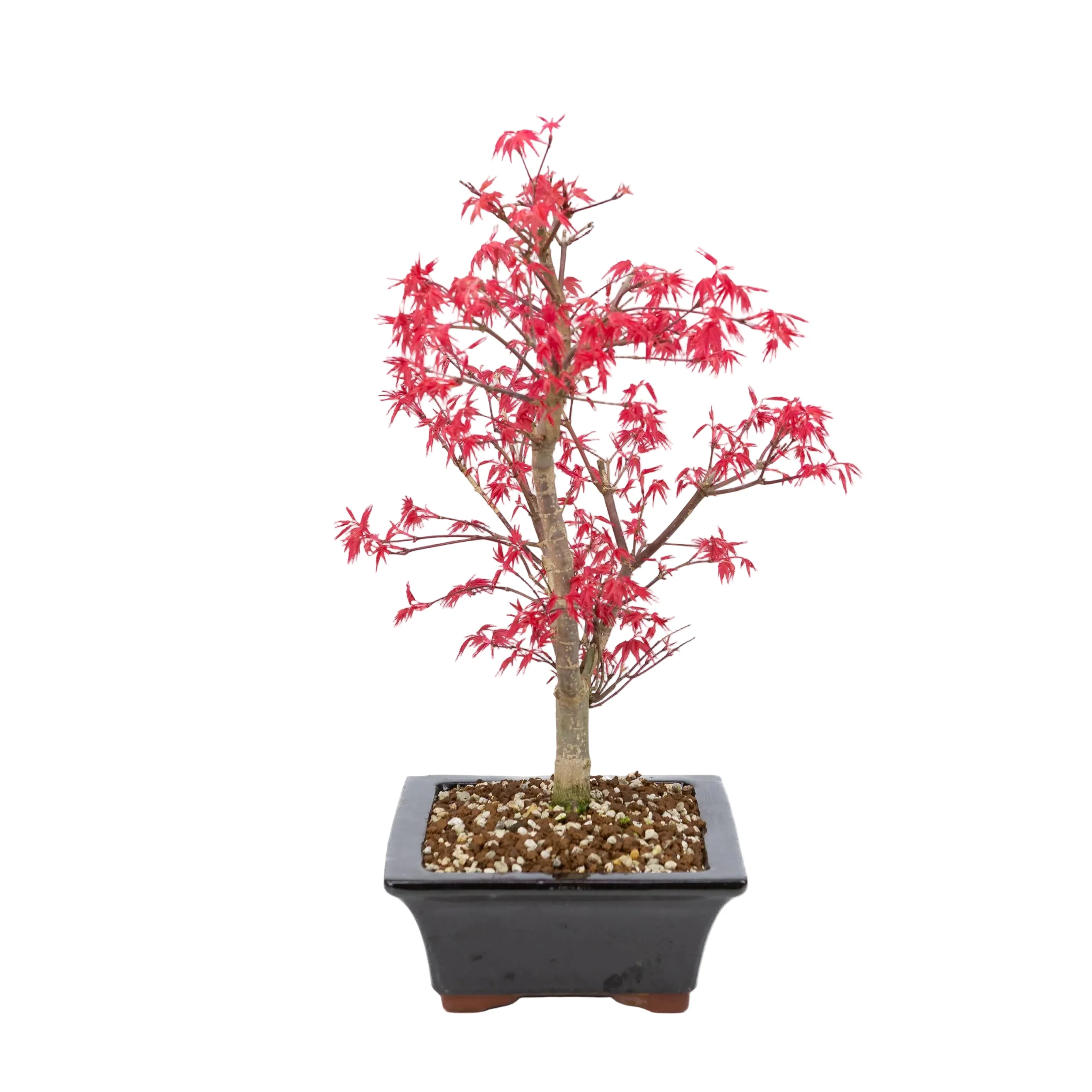 Acer palmatum 'Deshojo' (Japanse esdoorn), hoogte ~42cm - Image 2