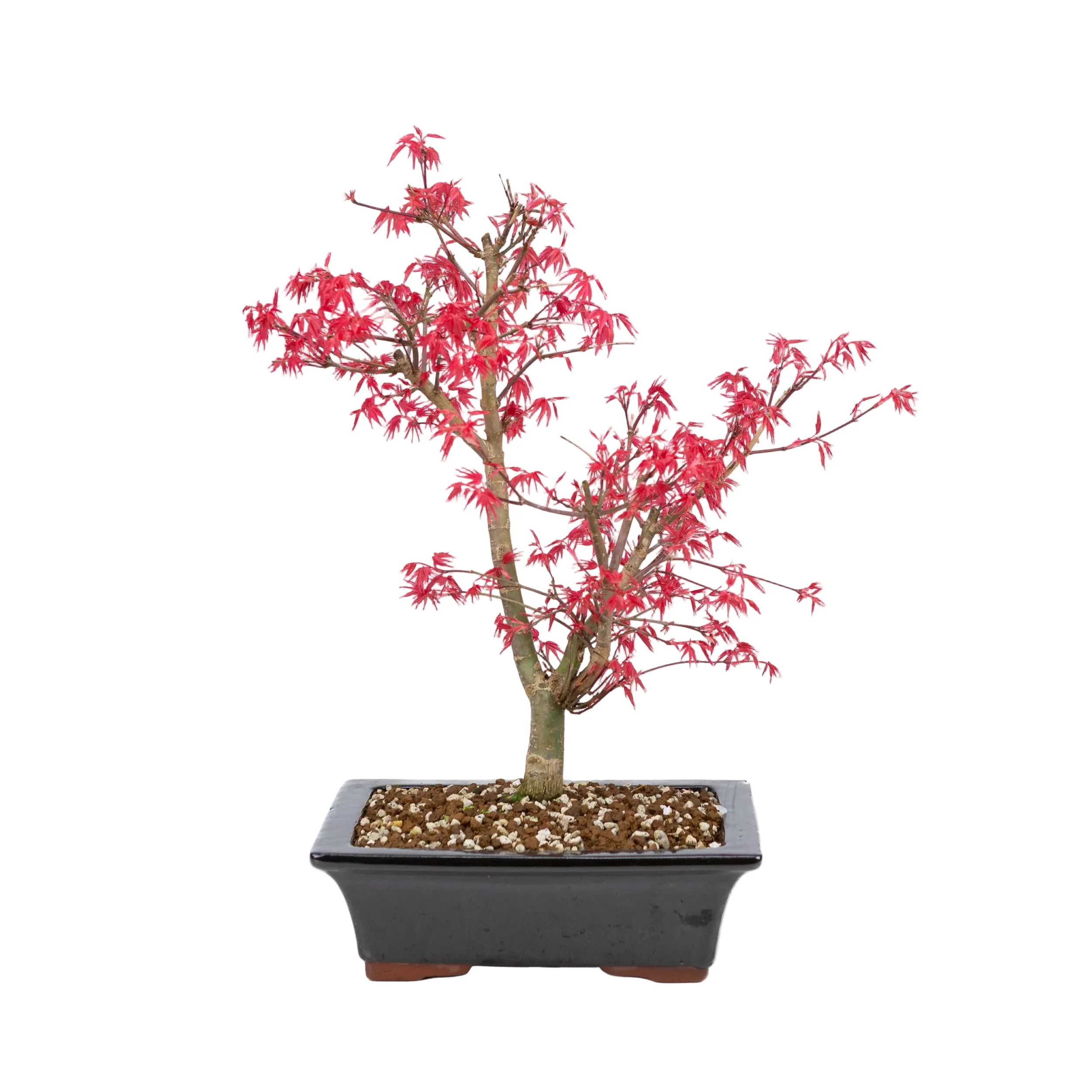 Acer palmatum 'Deshojo' (Japanse esdoorn), hoogte ~42cm - Image 3