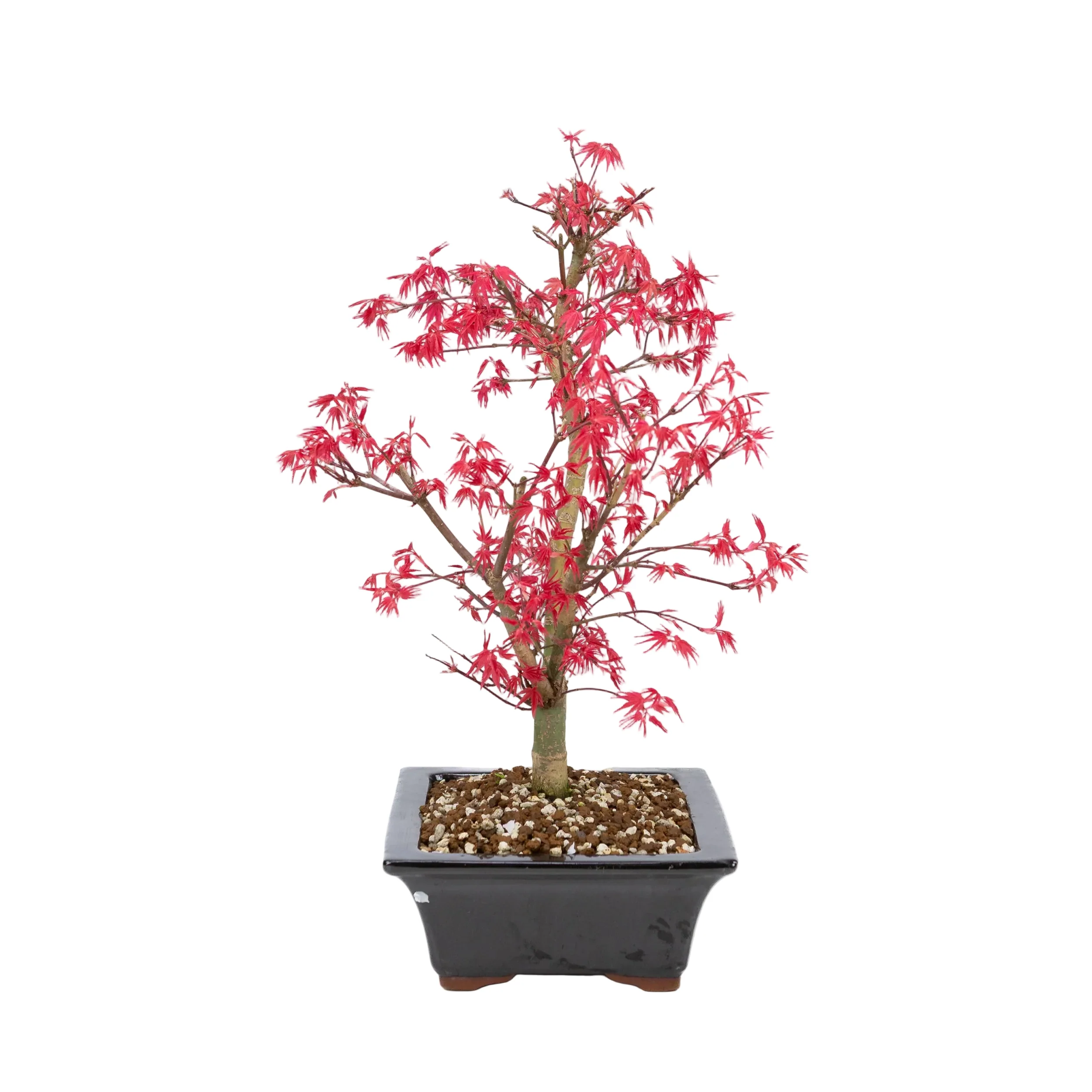Acer palmatum 'Deshojo' (Japanse esdoorn), hoogte ~42cm - Image 4