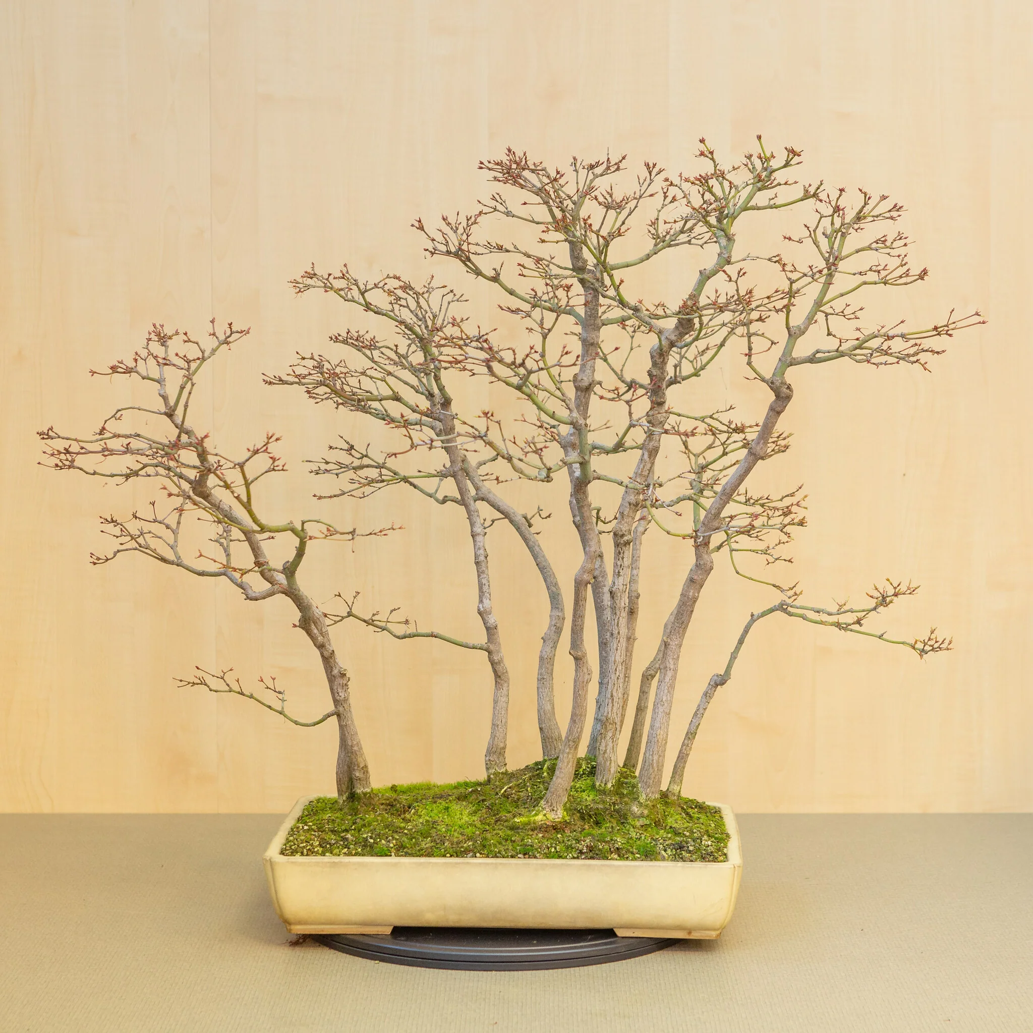 Acer palmatum groep beige gele pot 46 cm, hoogte ~80 cm