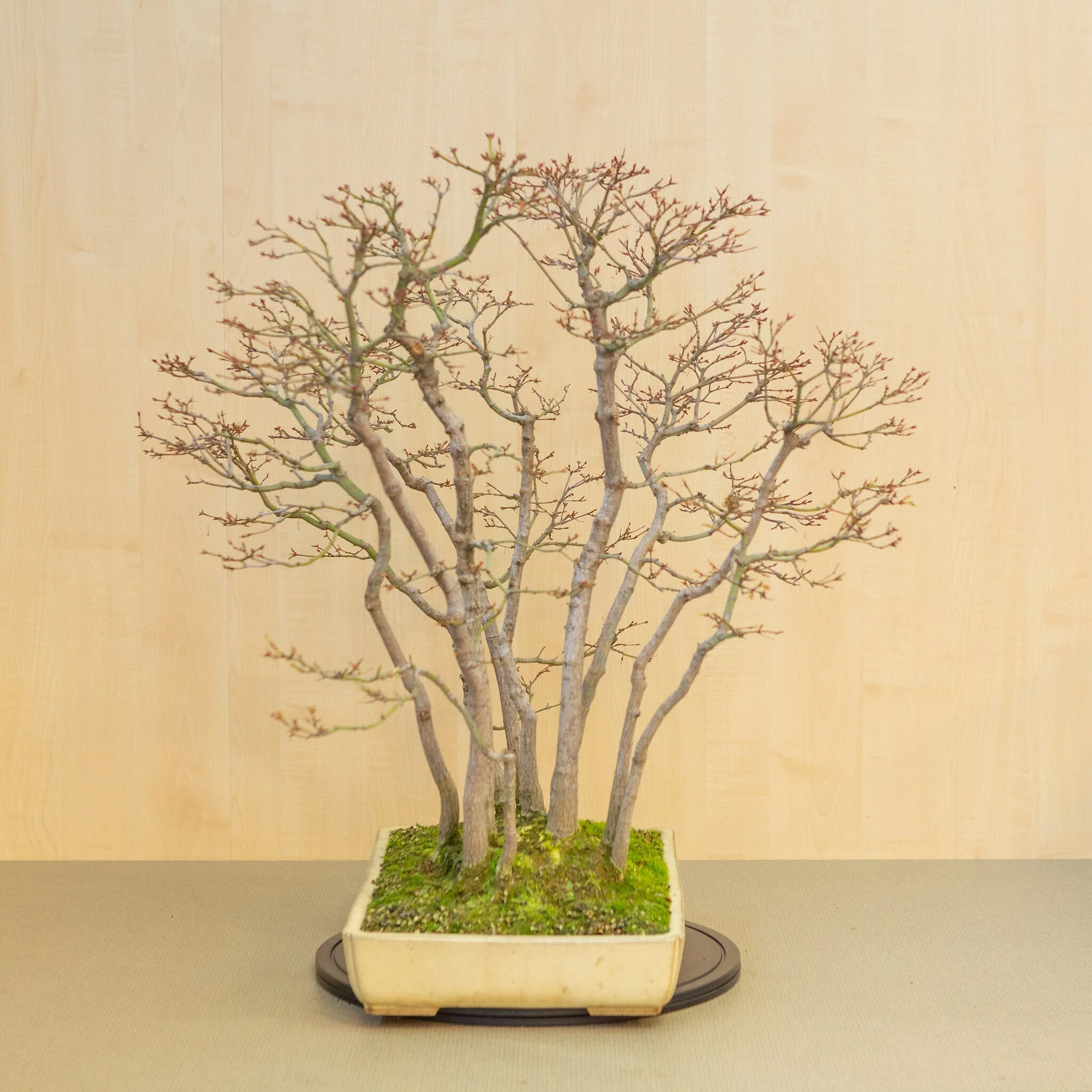 Acer palmatum groep beige gele pot 46 cm, hoogte ~80 cm - Image 2