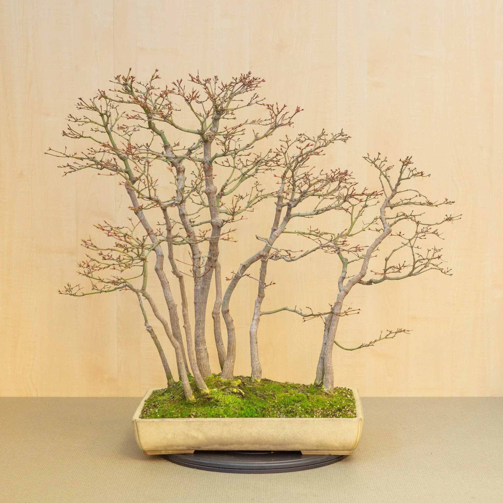 Acer palmatum groep beige gele pot 46 cm, hoogte ~80 cm - Image 3