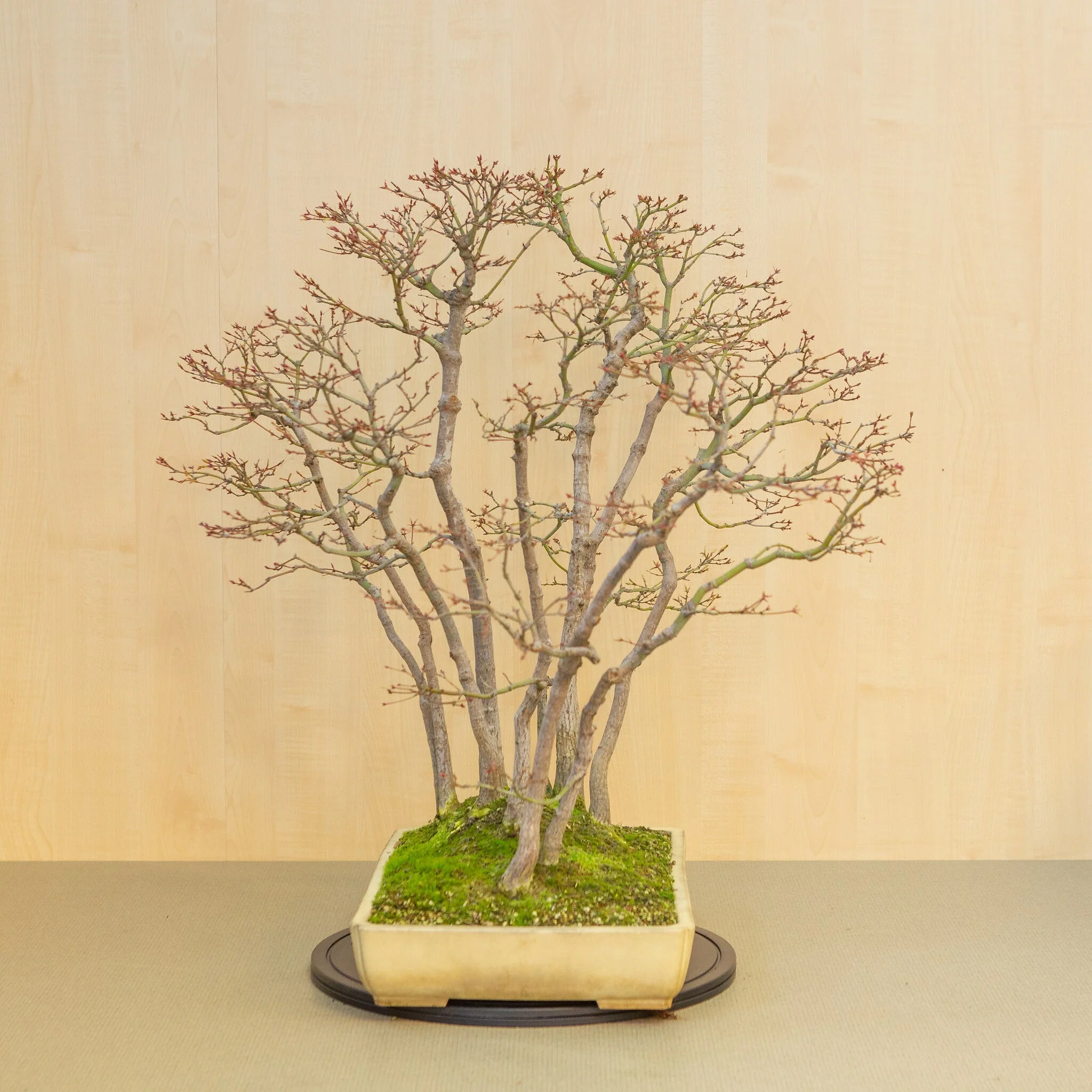 Acer palmatum groep beige gele pot 46 cm, hoogte ~80 cm - Image 4