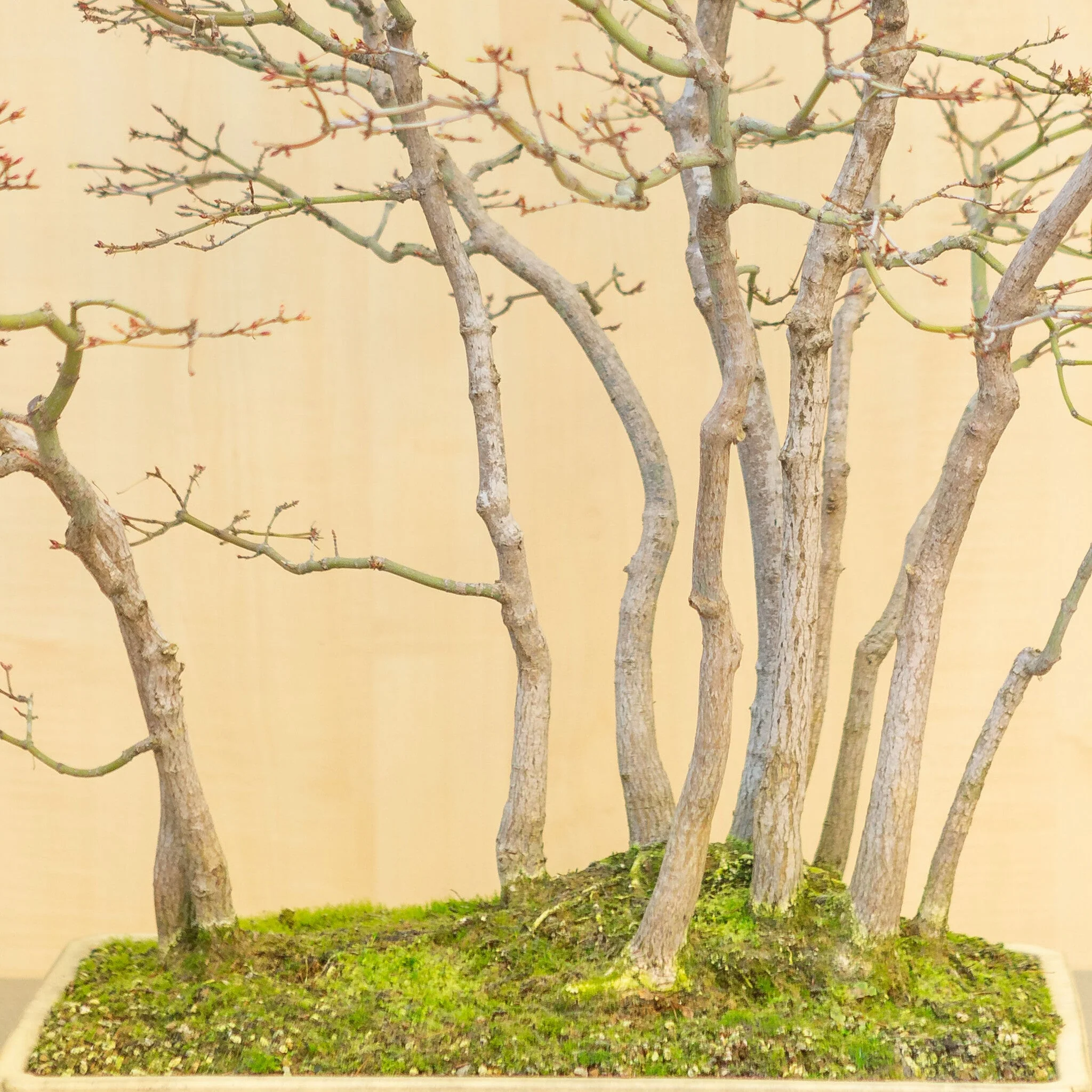 Acer palmatum groep beige gele pot 46 cm, hoogte ~80 cm - Image 5