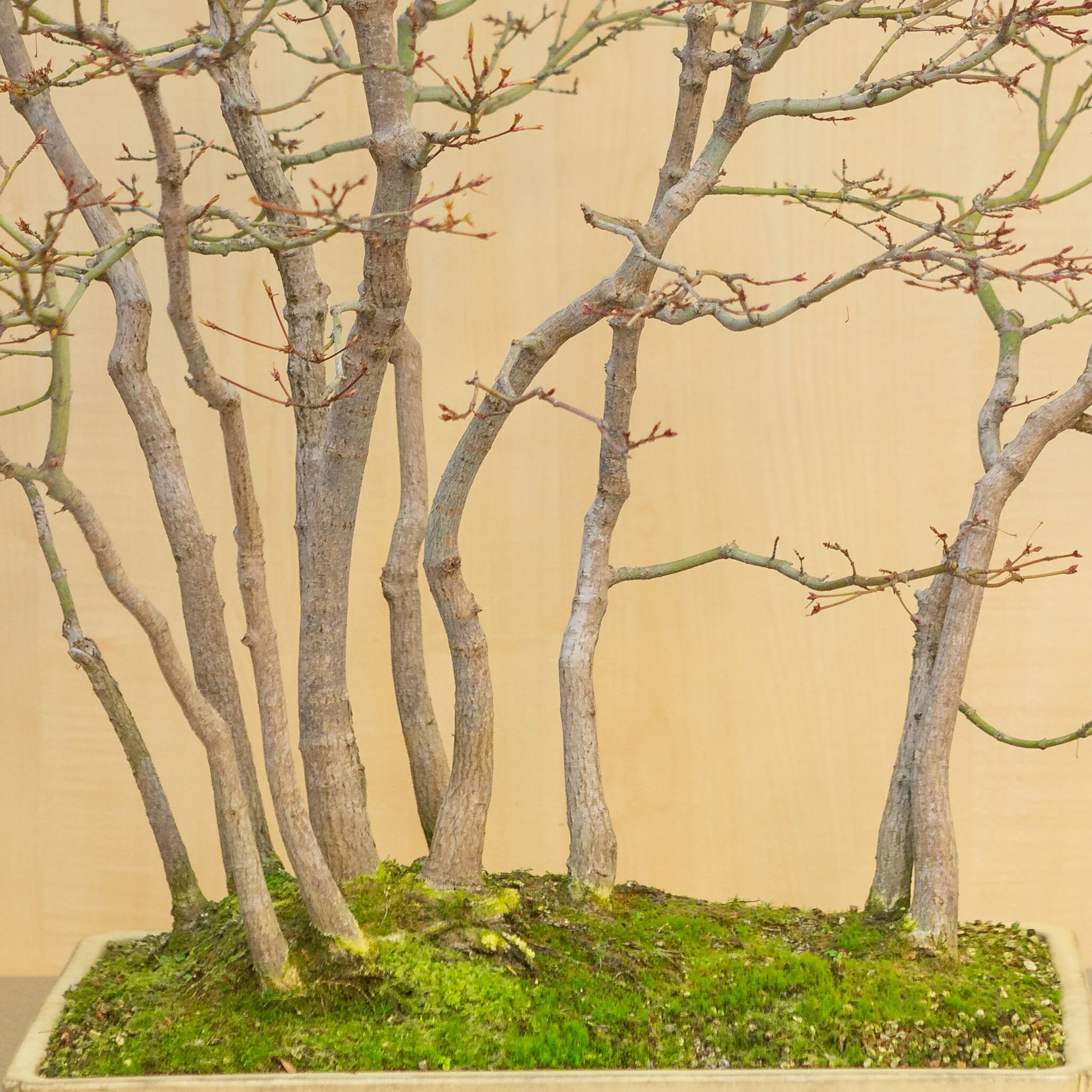Acer palmatum groep beige gele pot 46 cm, hoogte ~80 cm - Image 6
