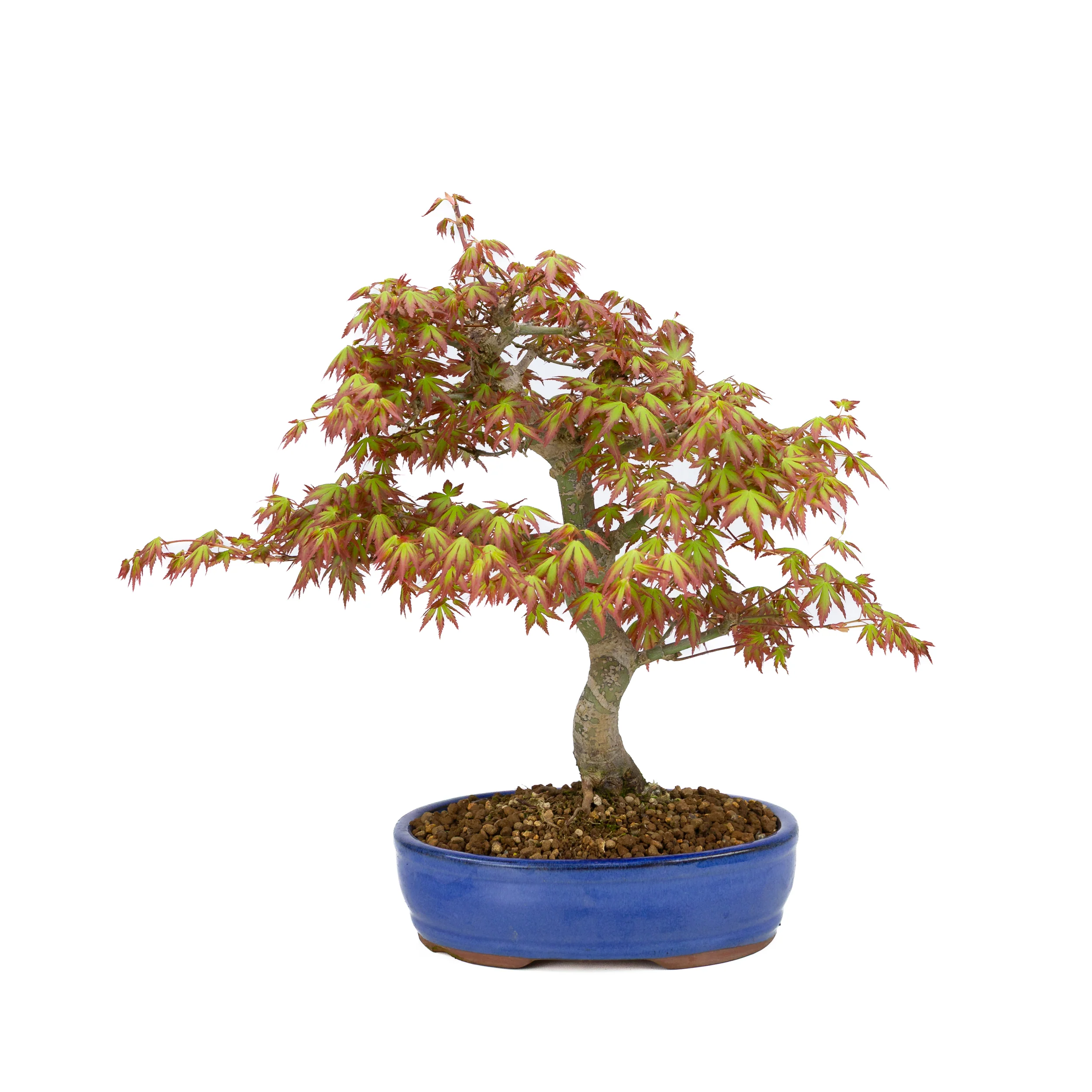 Acer palmatum (Japanse esdoorn), hoogte ~38cm