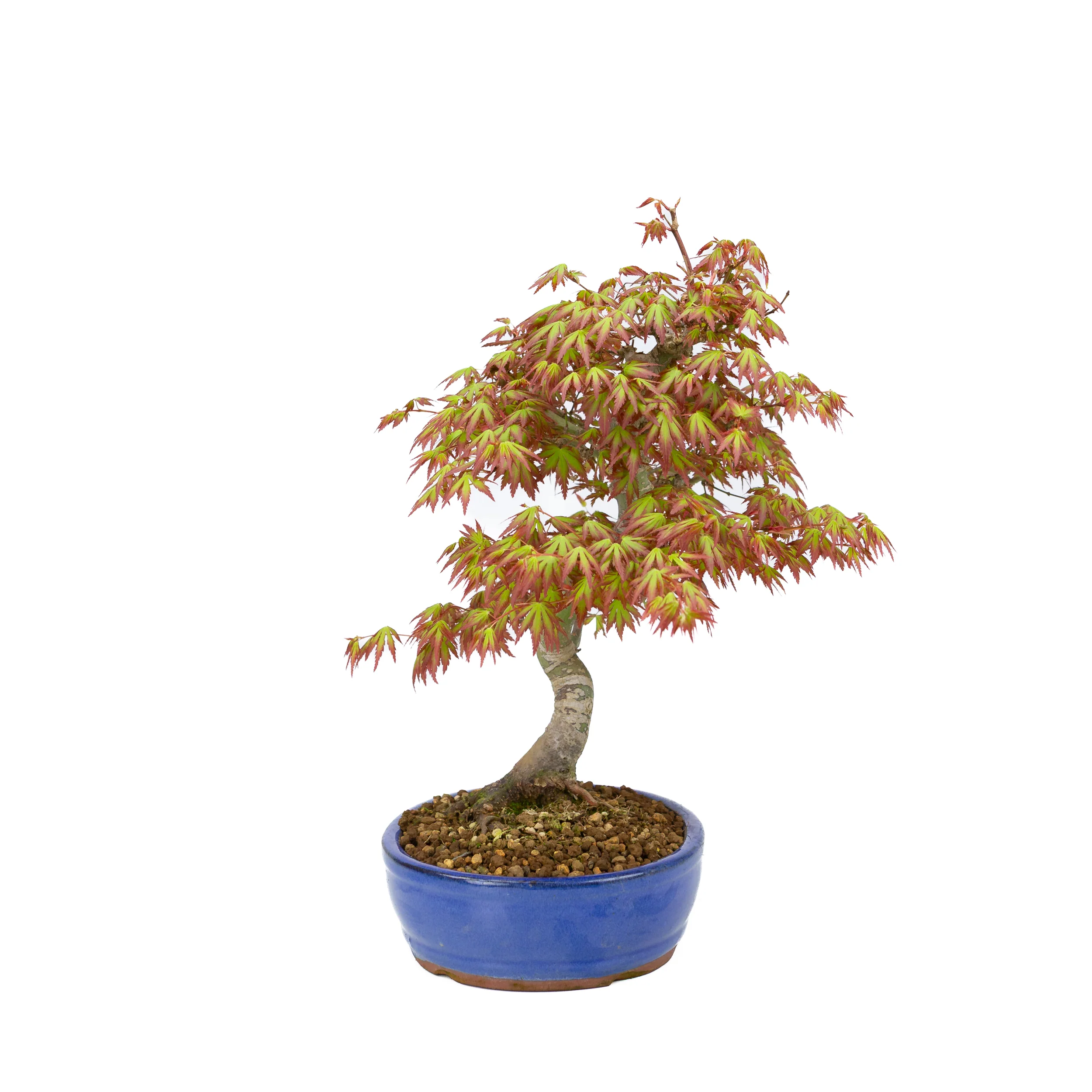 Acer palmatum (Japanse esdoorn), hoogte ~38cm - Image 2