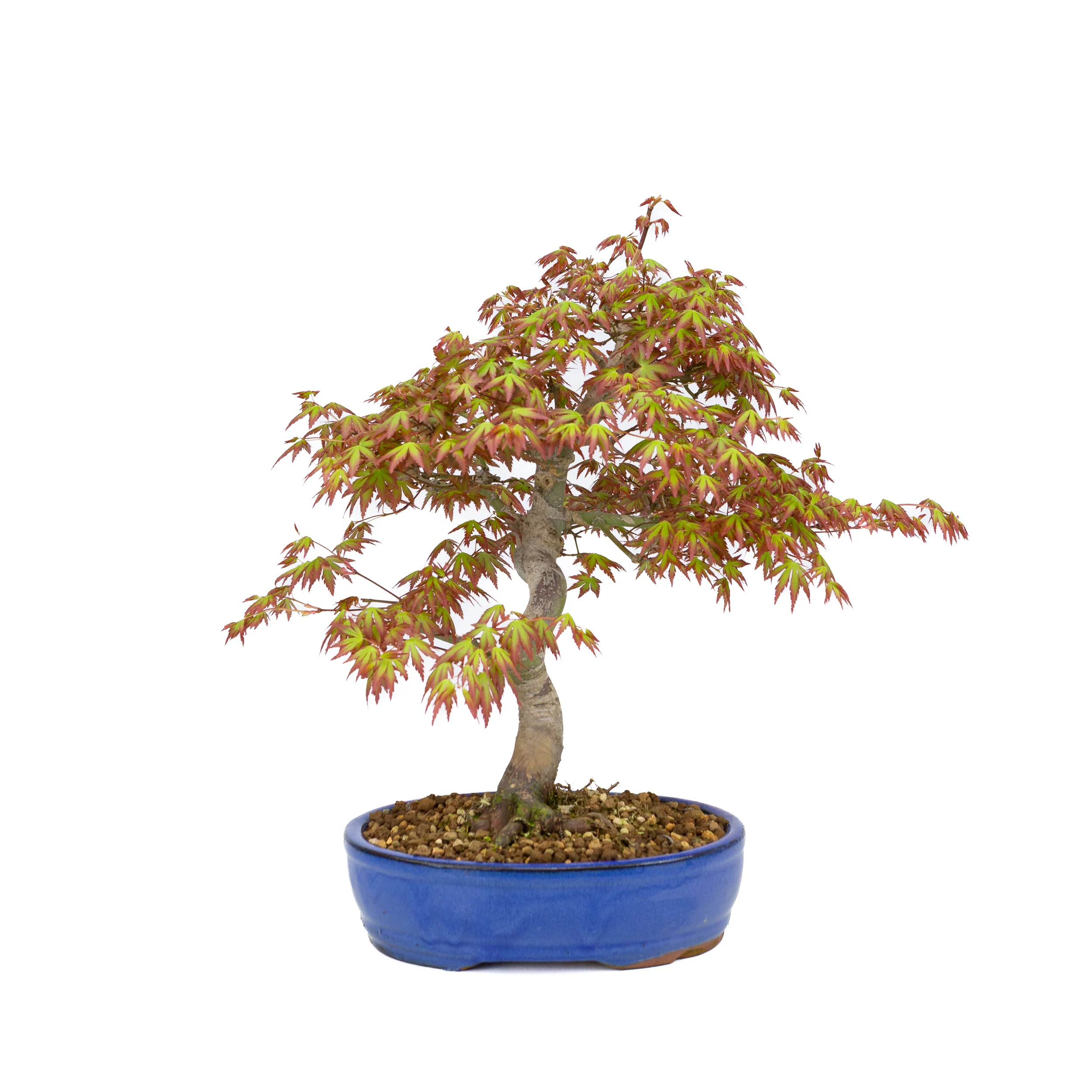 Acer palmatum (Japanse esdoorn), hoogte ~38cm - Image 3
