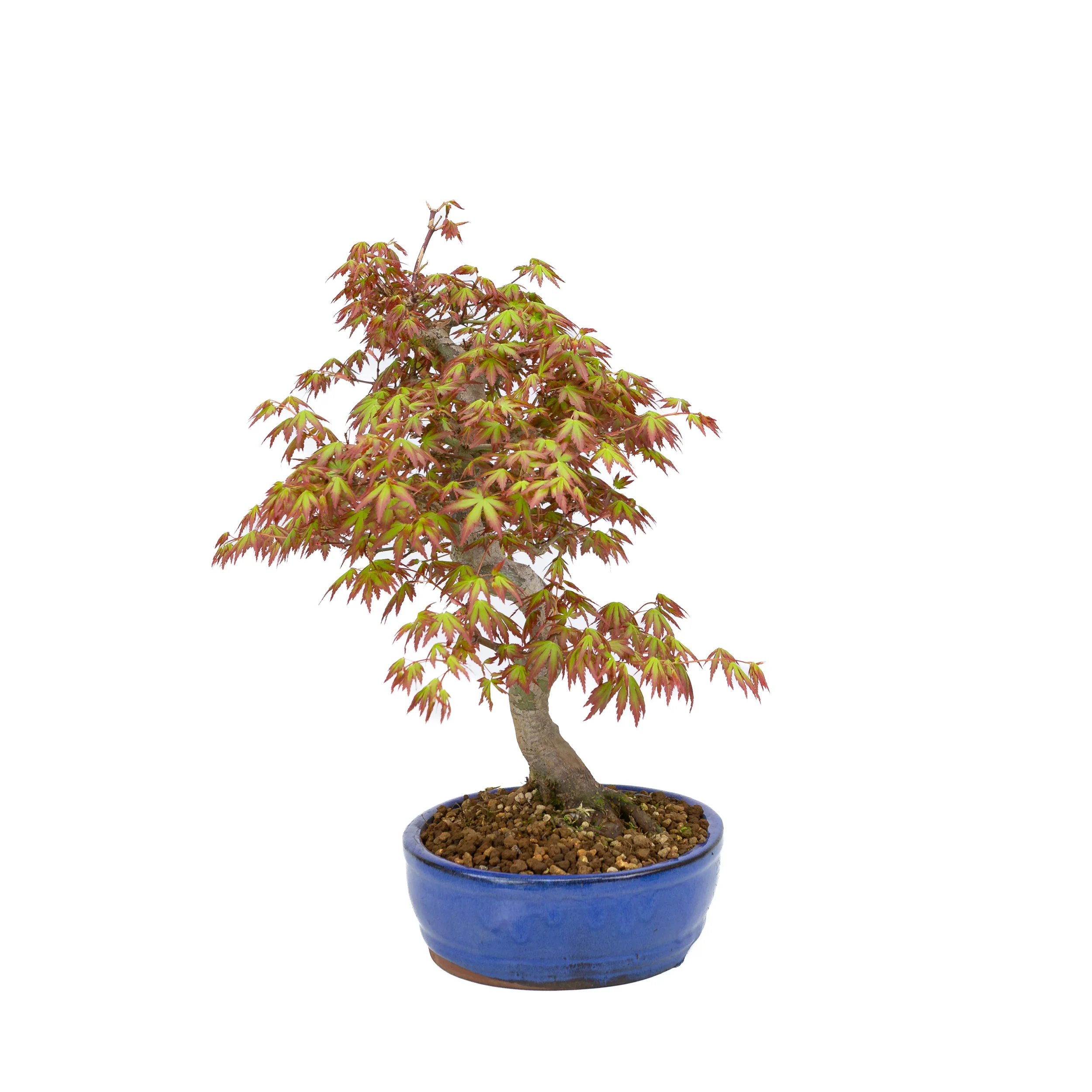 Acer palmatum (Japanse esdoorn), hoogte ~38cm - Image 4