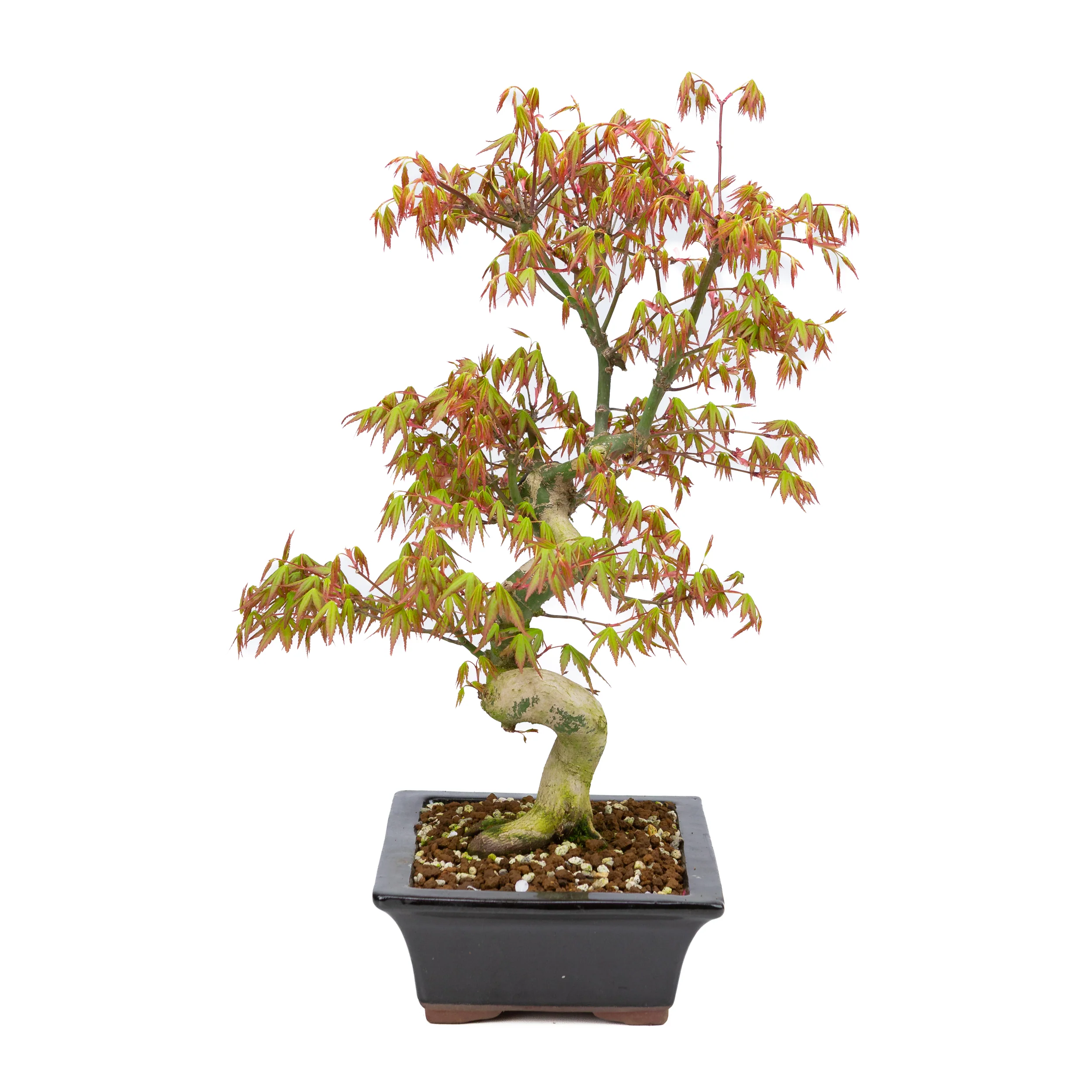 Acer palmatum (Japanse esdoorn), hoogte ~47cm - Image 2