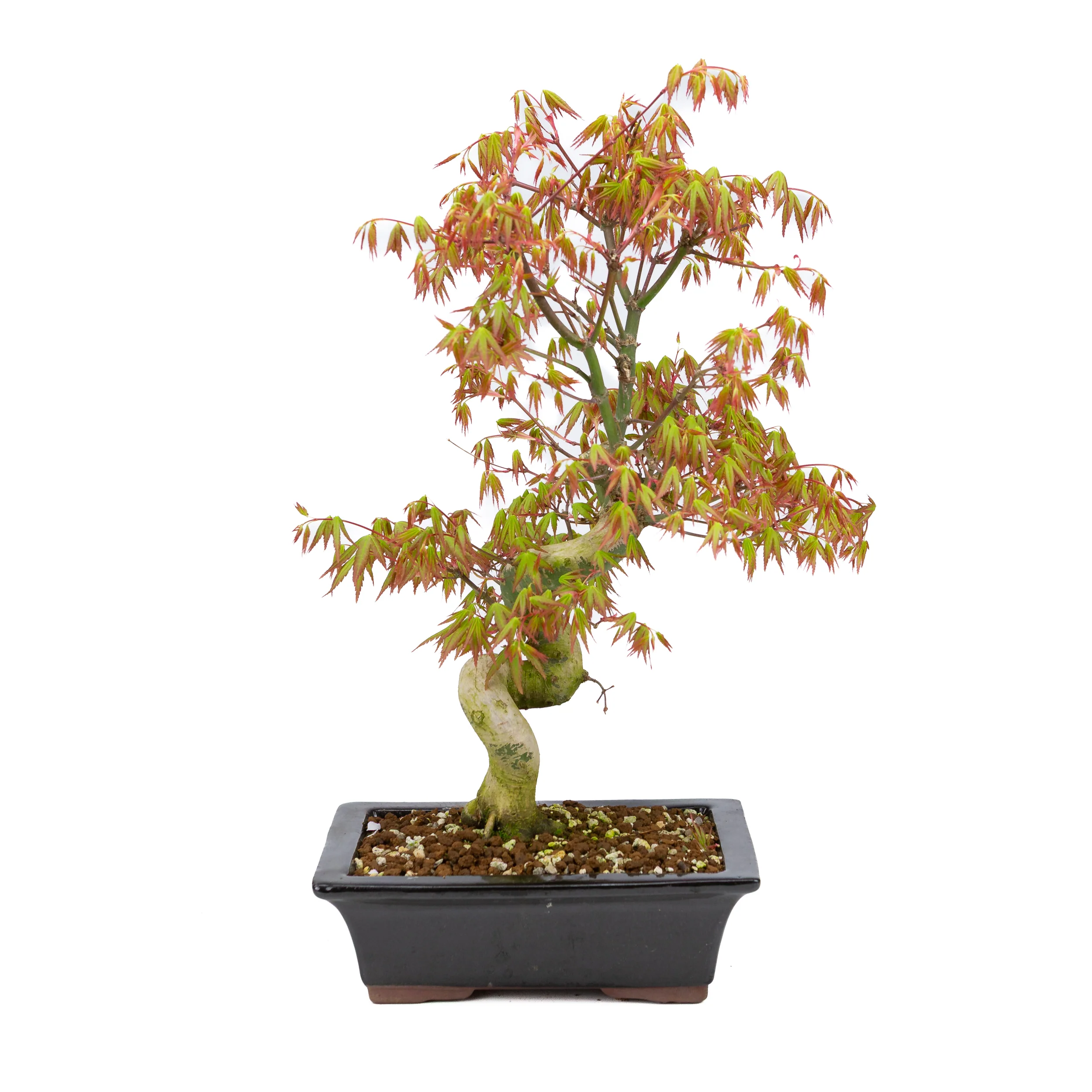 Acer palmatum (Japanse esdoorn), hoogte ~47cm - Image 3
