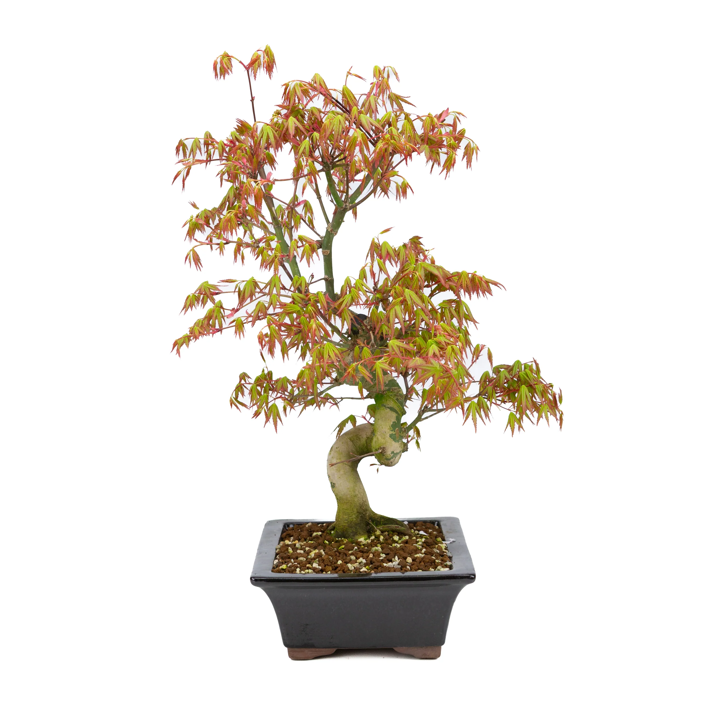 Acer palmatum (Japanse esdoorn), hoogte ~47cm - Image 4