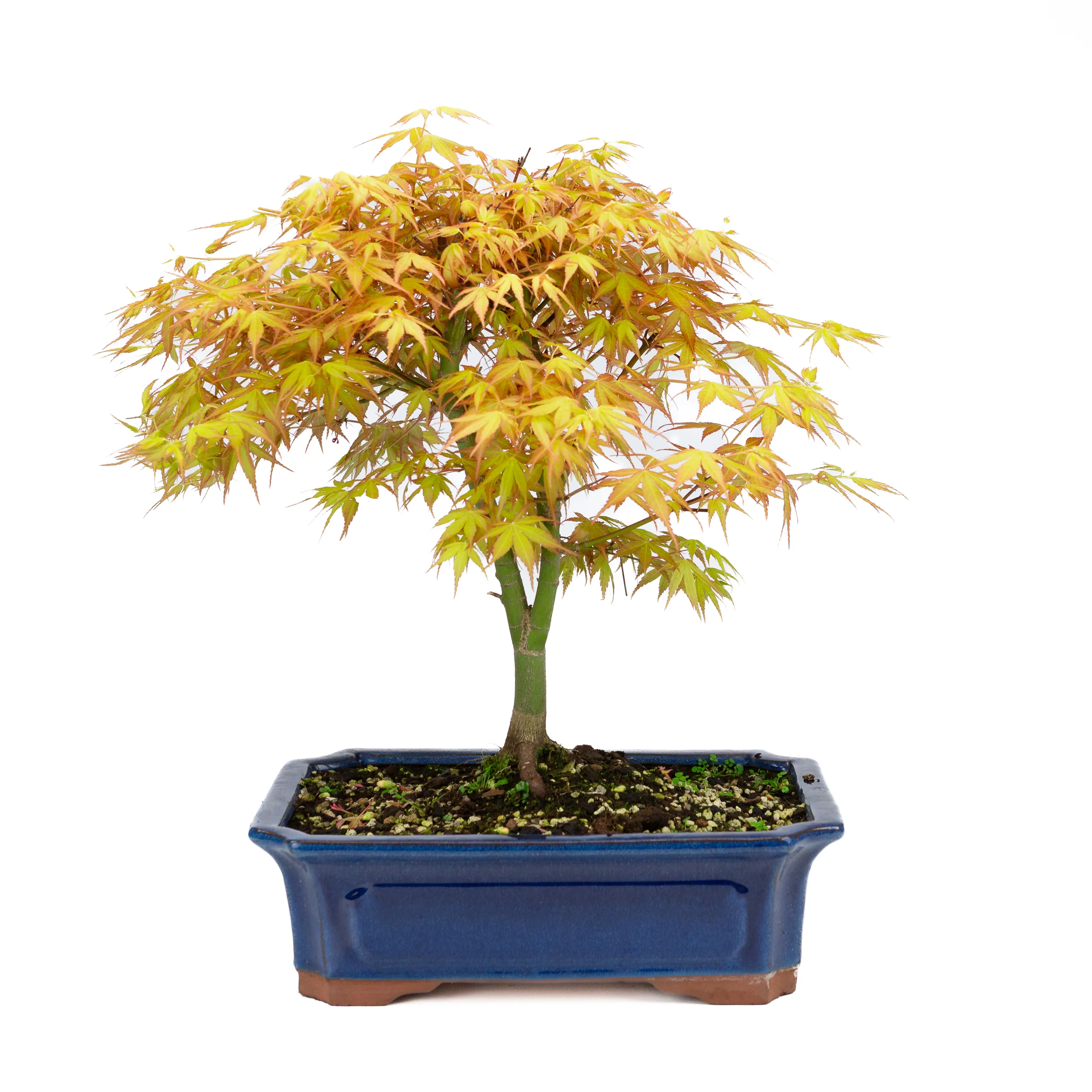 Acer palmatum 'Katsura' (Japanse esdoorn), hoogte ~46cm