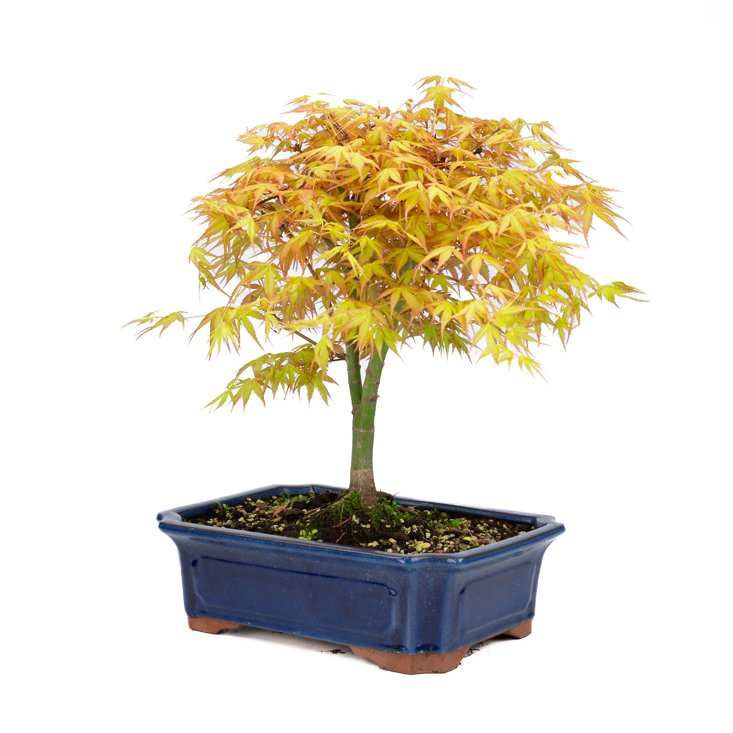 Acer palmatum 'Katsura' (Japanse esdoorn), hoogte ~46cm - Image 2