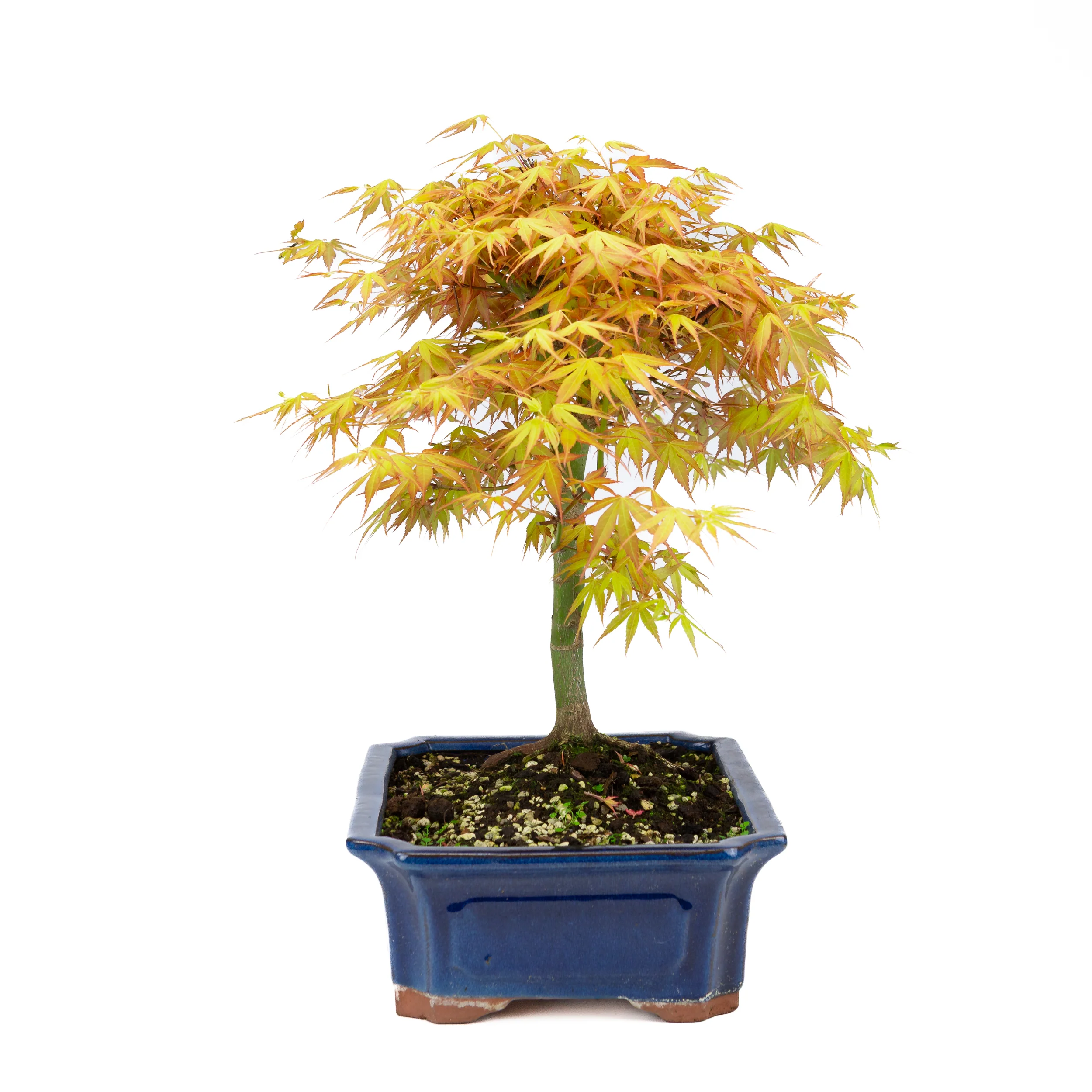 Acer palmatum 'Katsura' (Japanse esdoorn), hoogte ~46cm - Image 3
