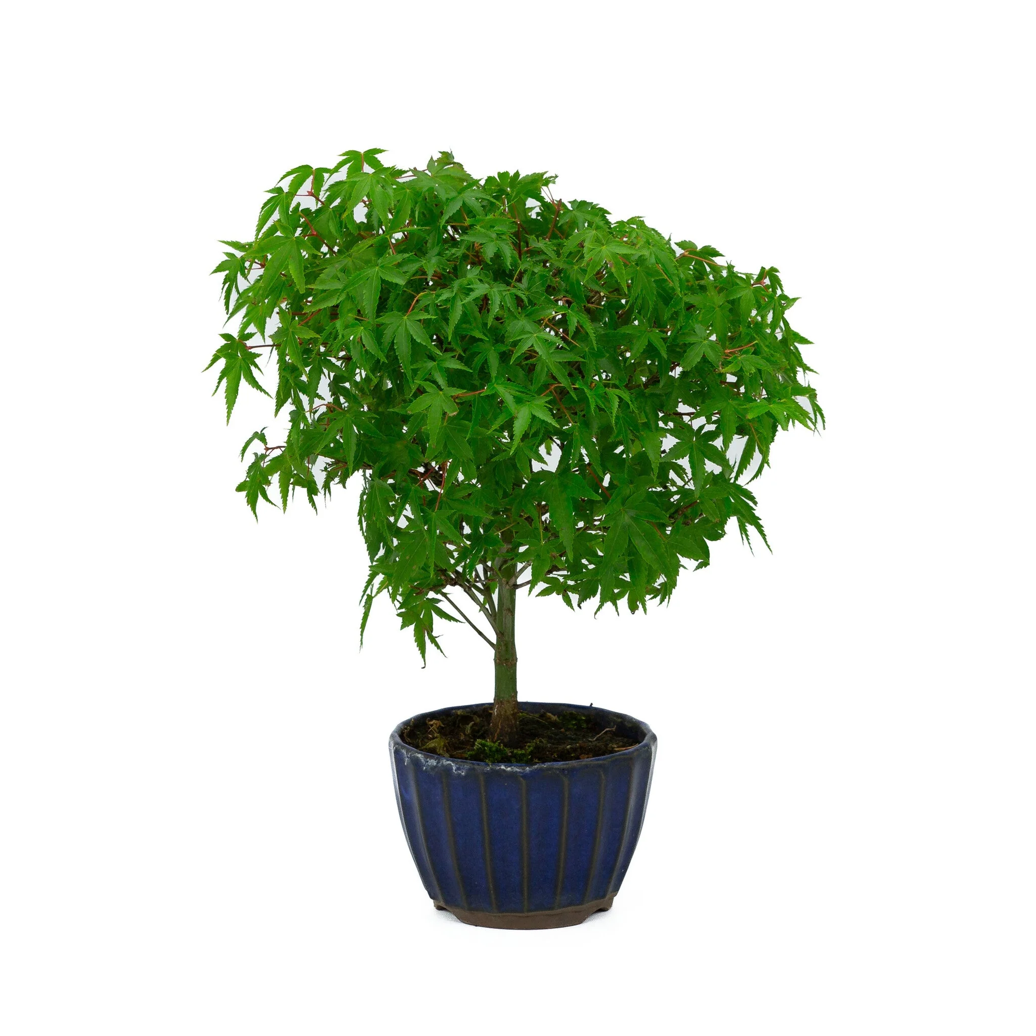 Acer palmatum 'Kiyohime' blauwe ronde pot 10cm, hoogte ~26cm - Image 3