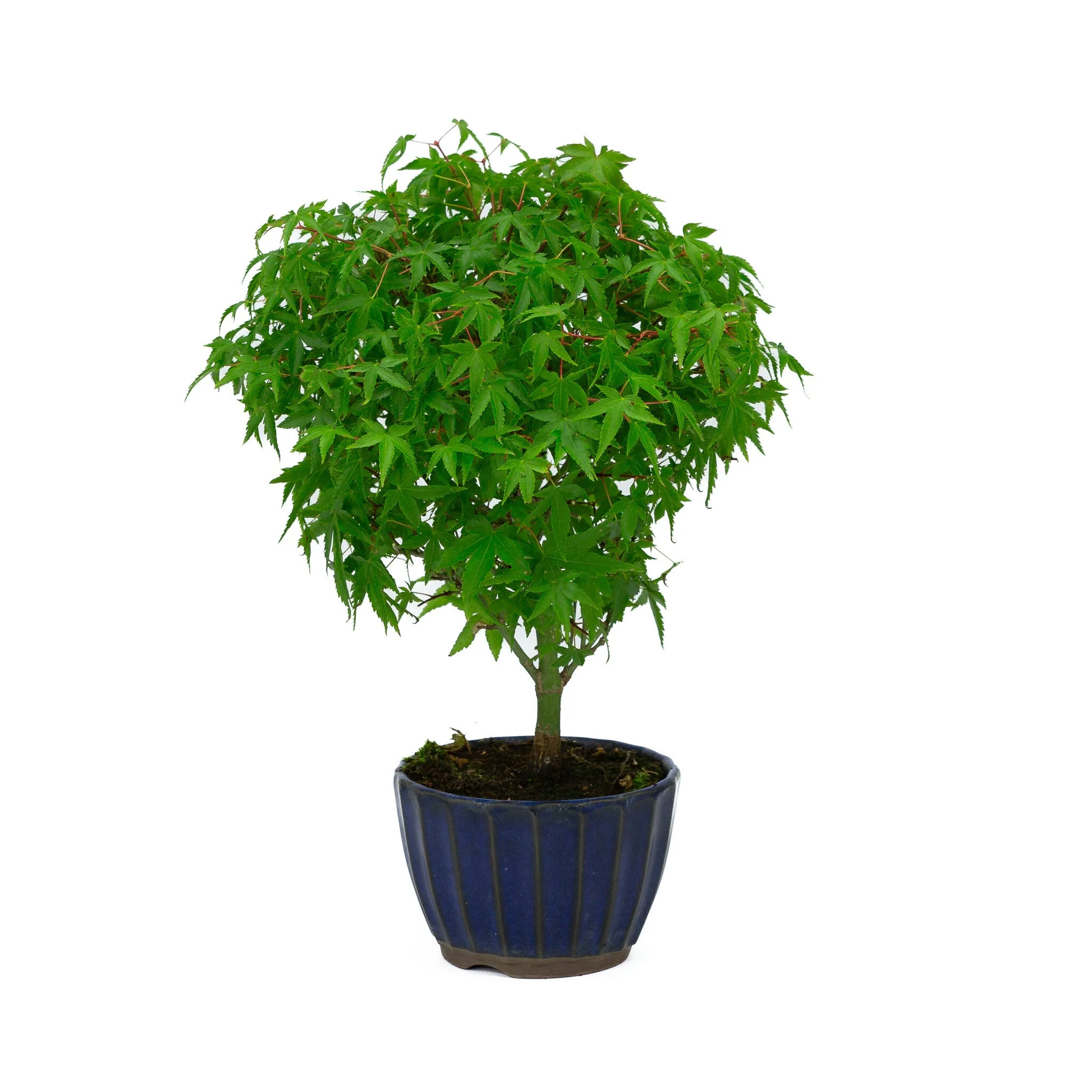 Acer palmatum 'Kiyohime' blauwe ronde pot 10cm, hoogte ~26cm - Image 4