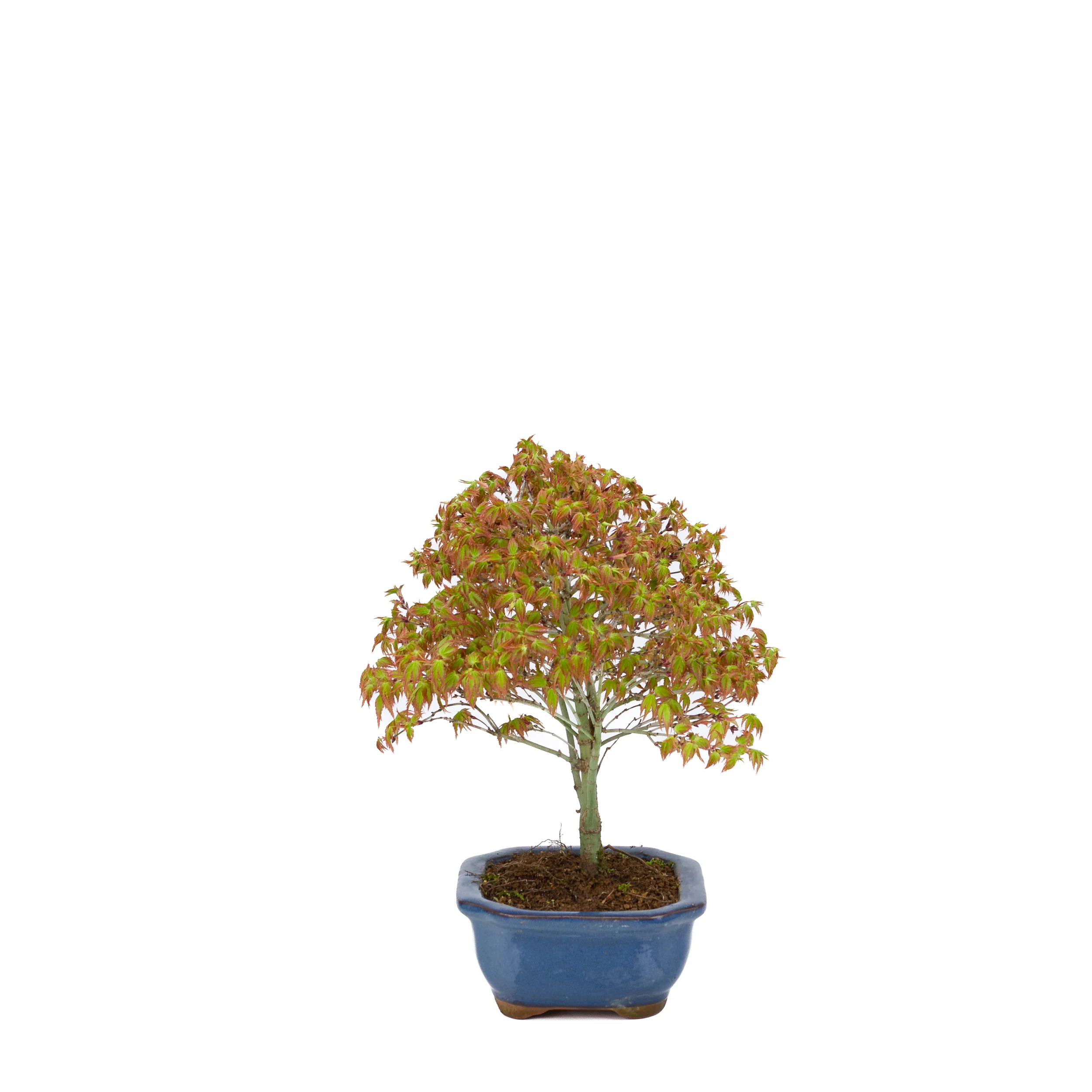 Acer palmatum 'Kiyohime' (Japanse esdoorn), hoogte ~28cm - Image 2