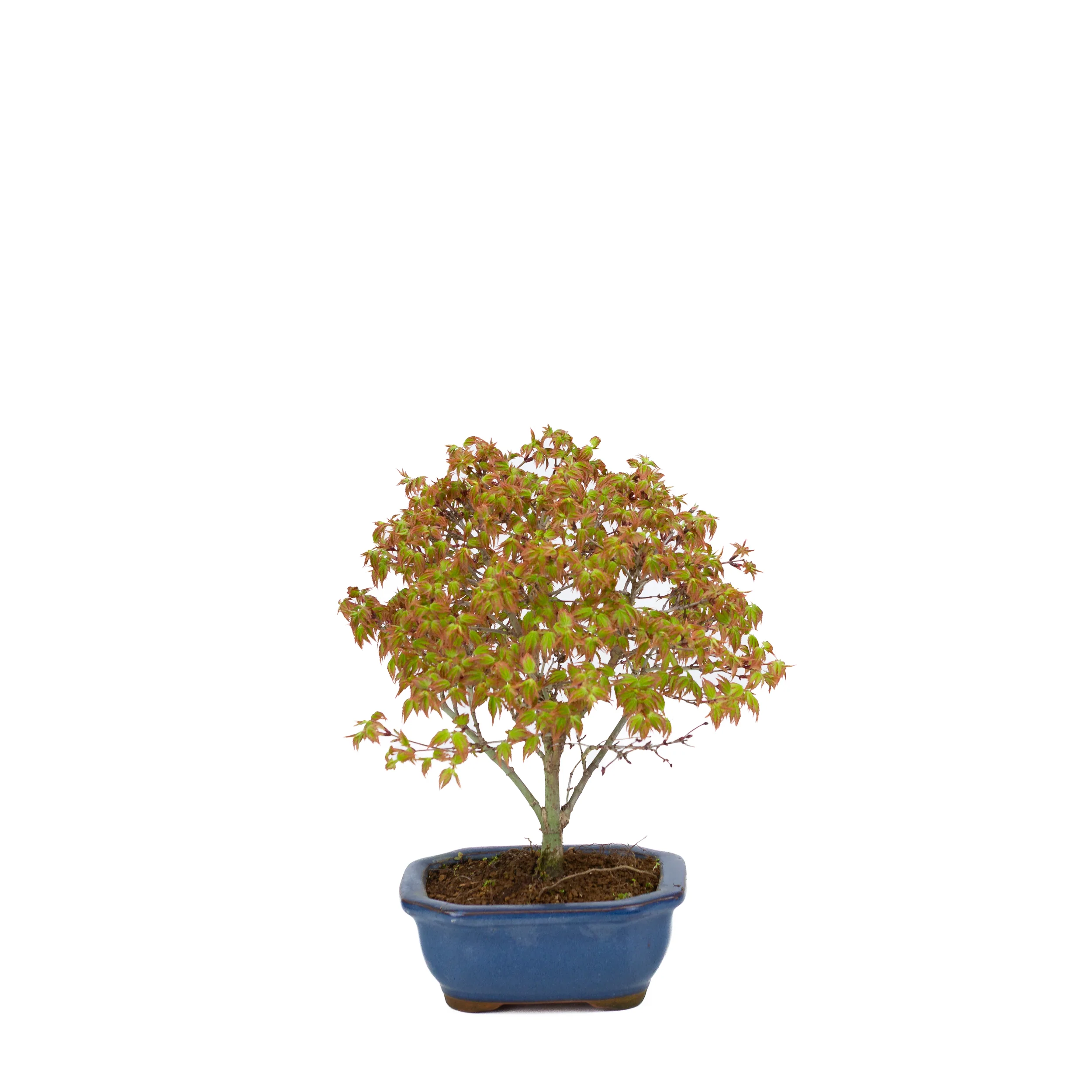 Acer palmatum 'Kiyohime' (Japanse esdoorn), hoogte ~28cm - Image 3