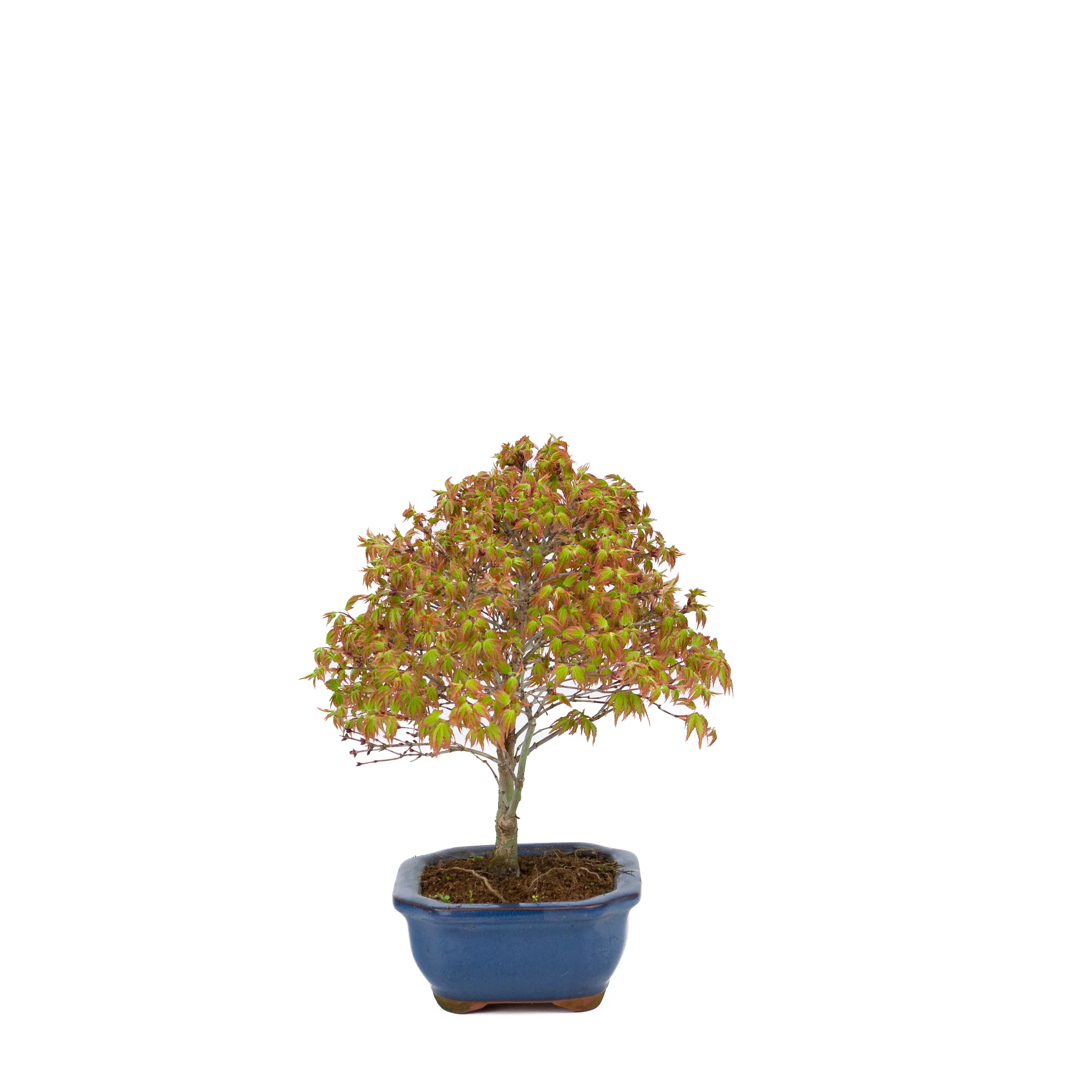 Acer palmatum 'Kiyohime' (Japanse esdoorn), hoogte ~28cm - Image 4