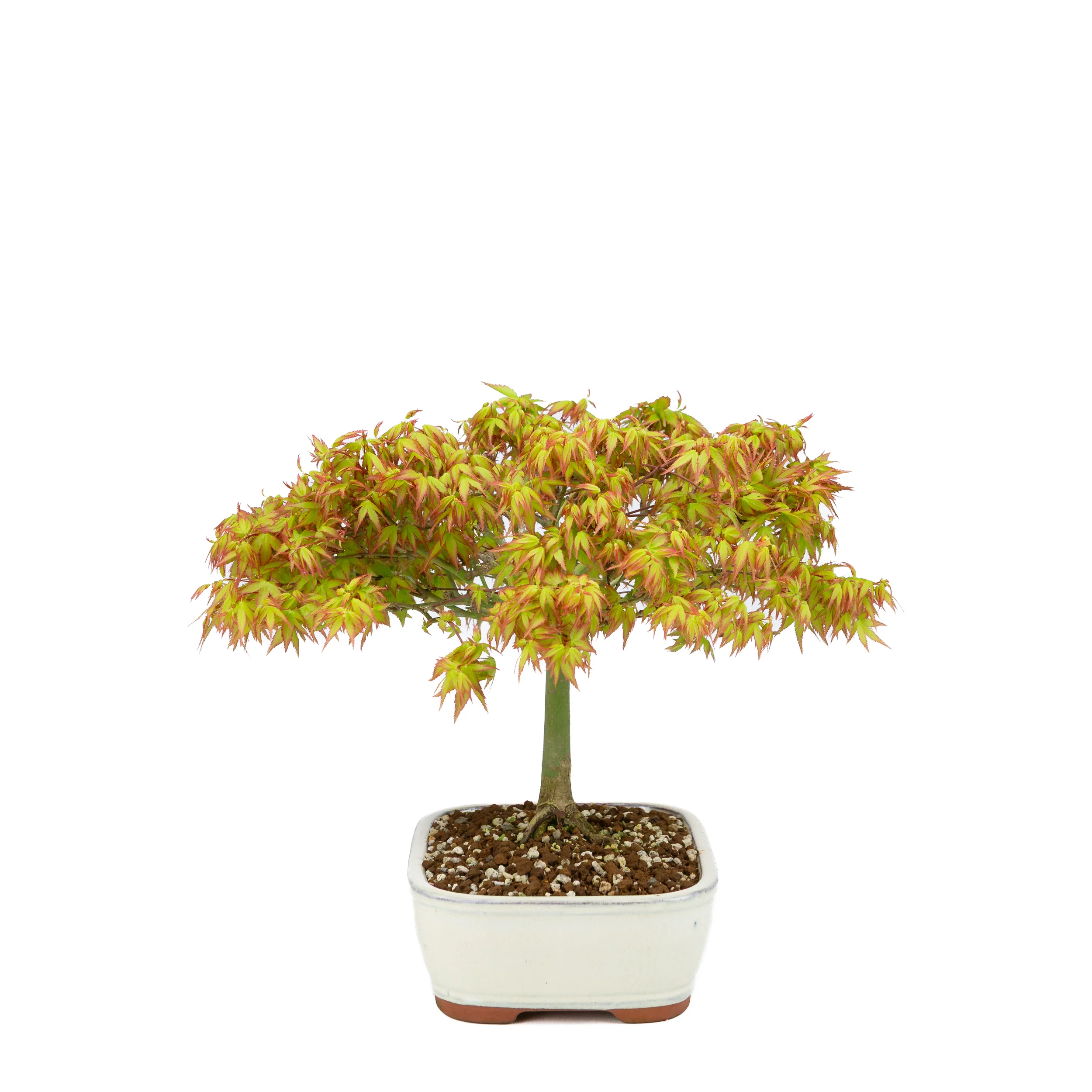 Acer palmatum 'Kiyohime' (Japanse esdoorn), hoogte ~30cm - Image 2