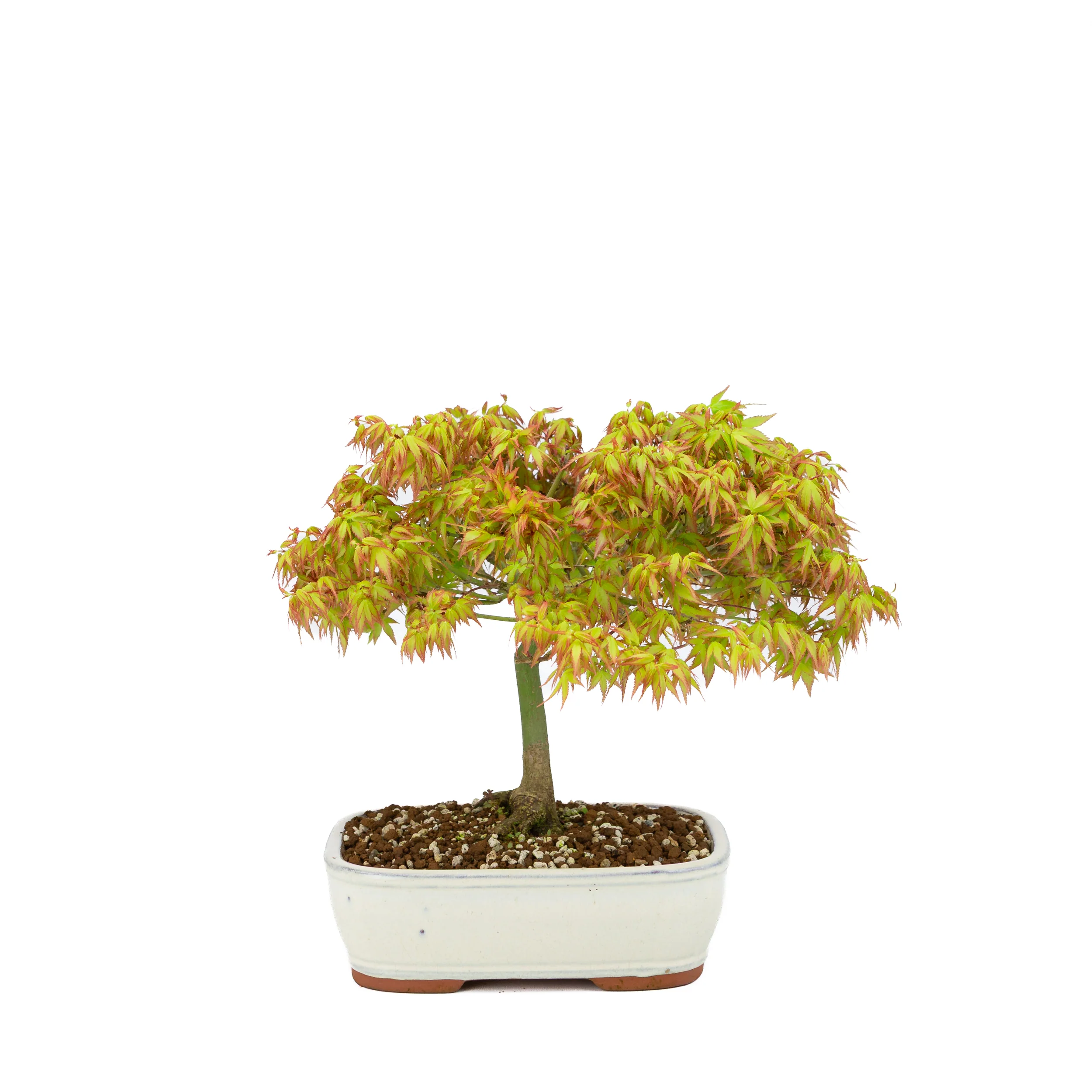 Acer palmatum 'Kiyohime' (Japanse esdoorn), hoogte ~30cm - Image 3