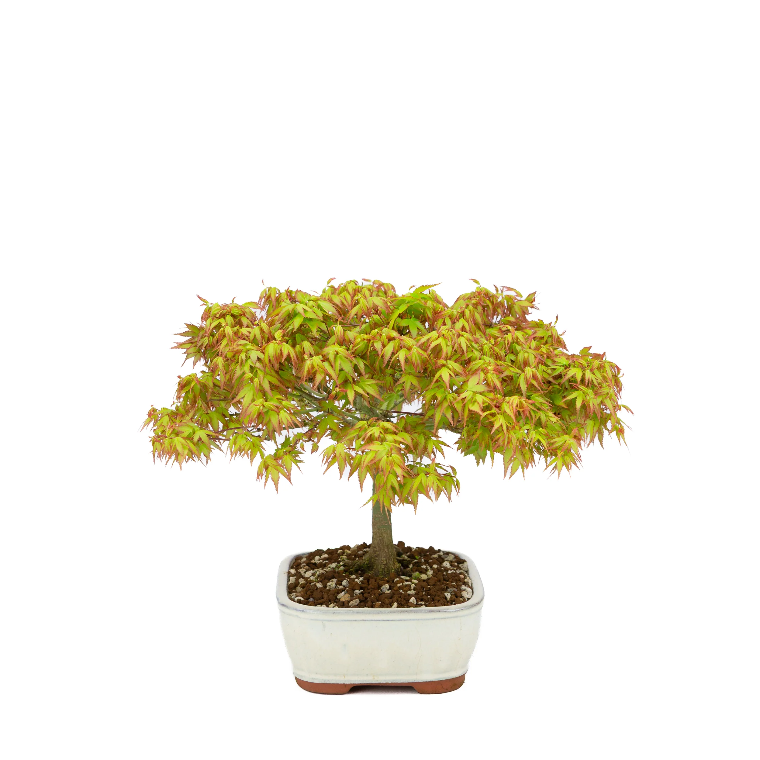 Acer palmatum 'Kiyohime' (Japanse esdoorn), hoogte ~30cm - Image 4