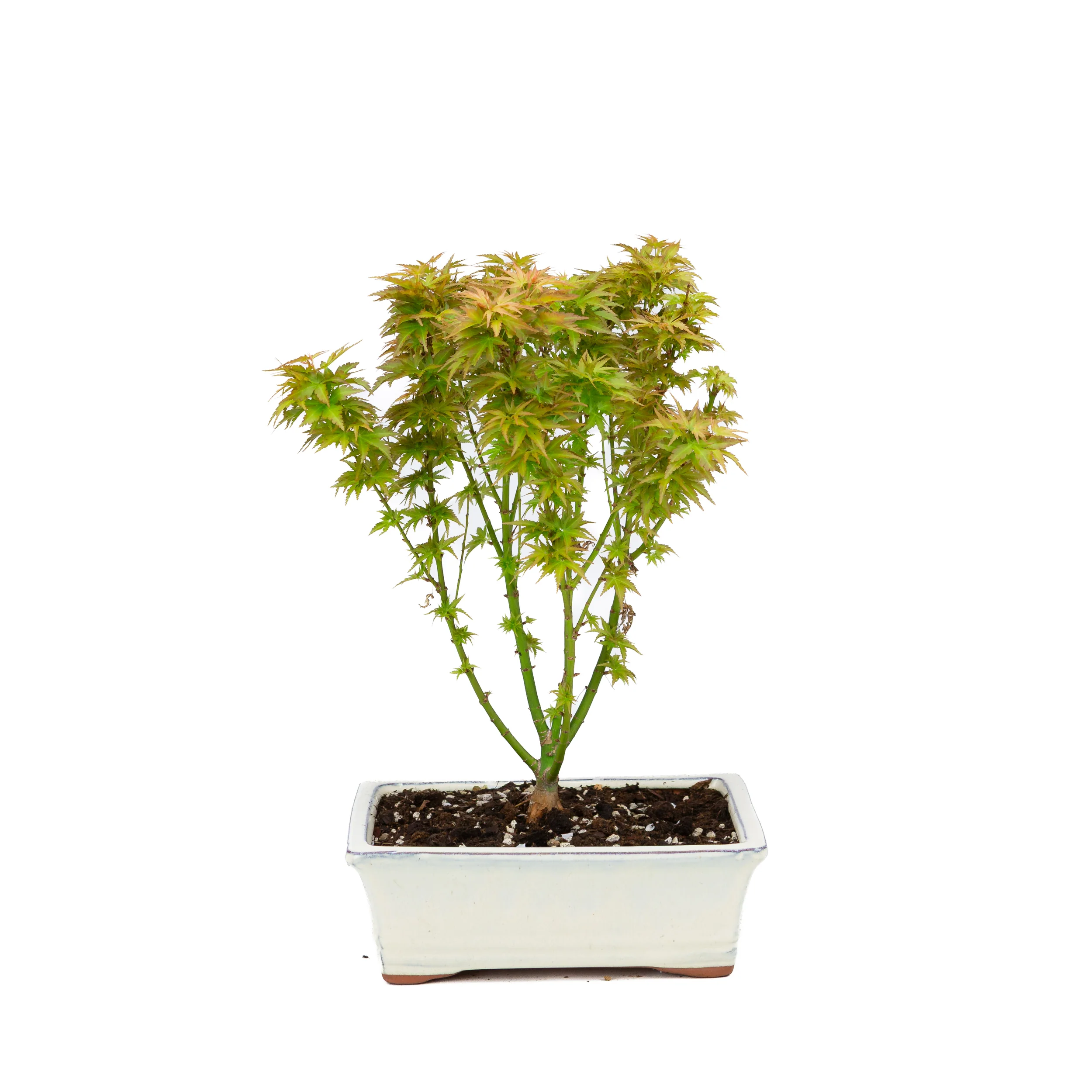 Buiten Bonsai