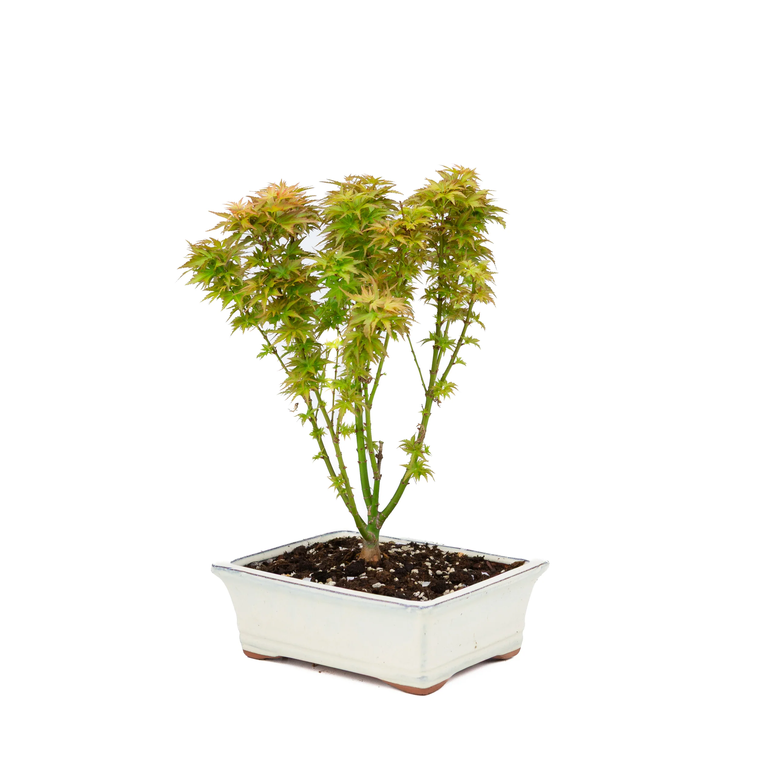 Acer palmatum 'Kotohime' (Japanse esdoorn), hoogte ~38cm - Image 2