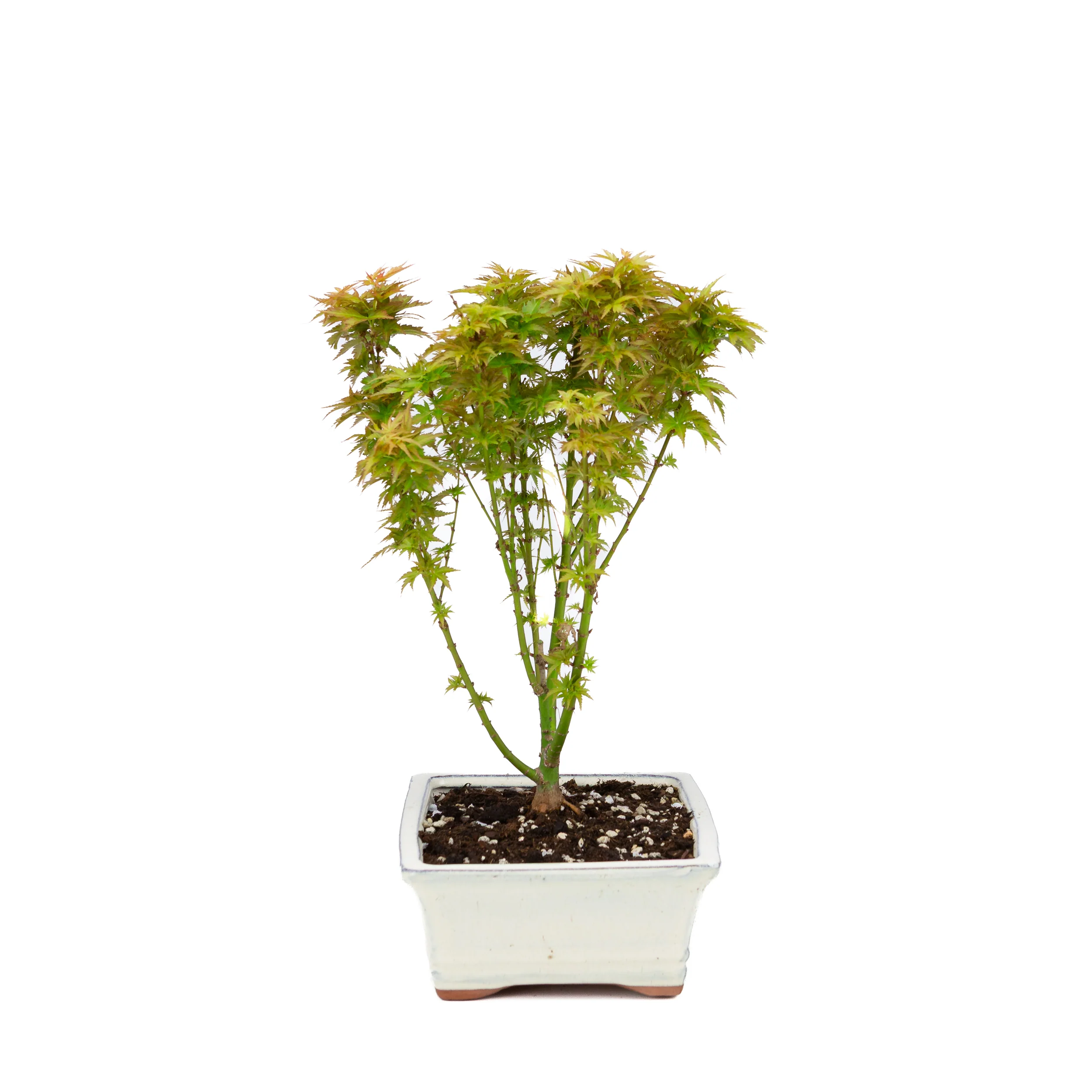 Acer palmatum 'Kotohime' (Japanse esdoorn), hoogte ~38cm - Image 3