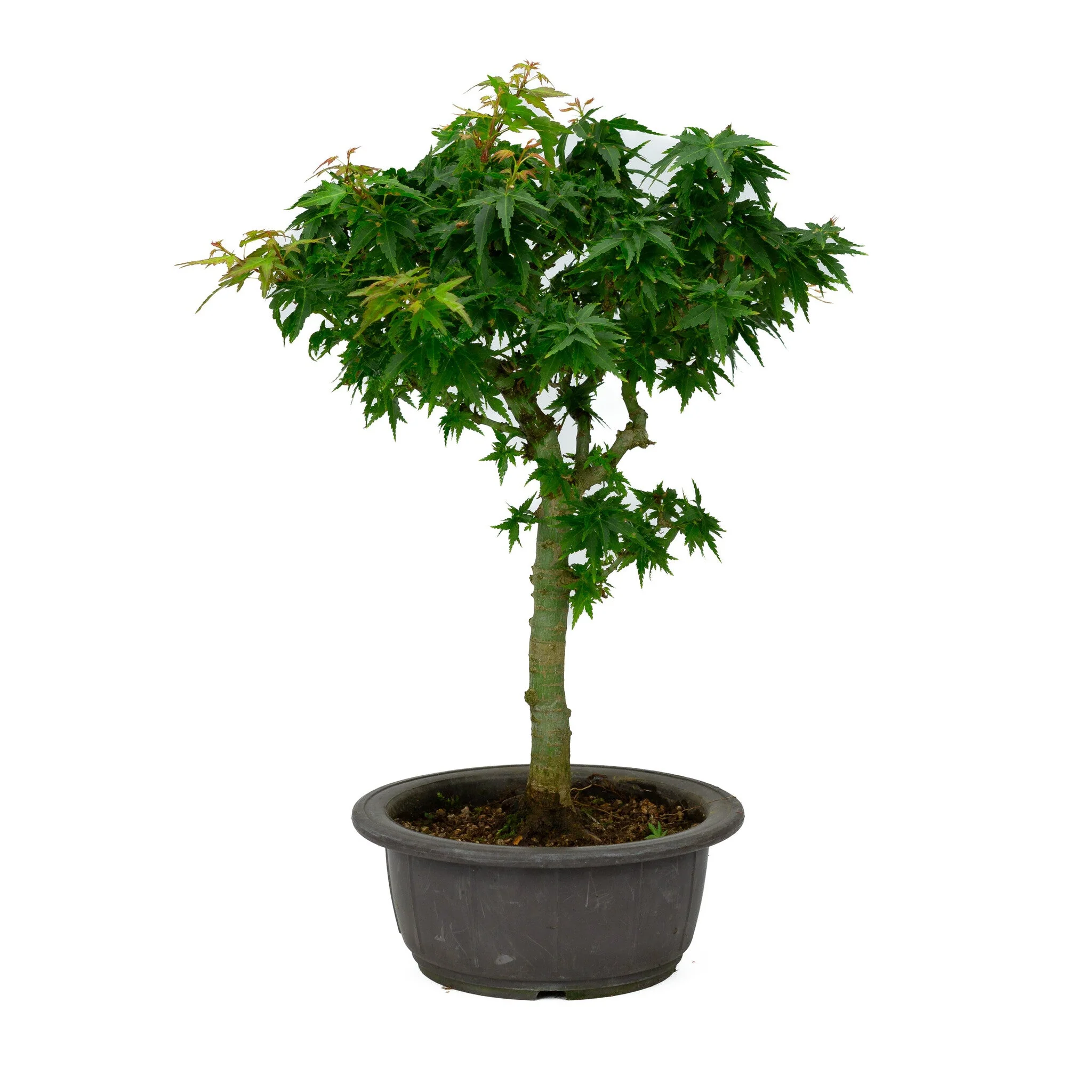 Acer palmatum 'Kotohime' plastic pot 18cm, hoogte ~43cm - Image 3